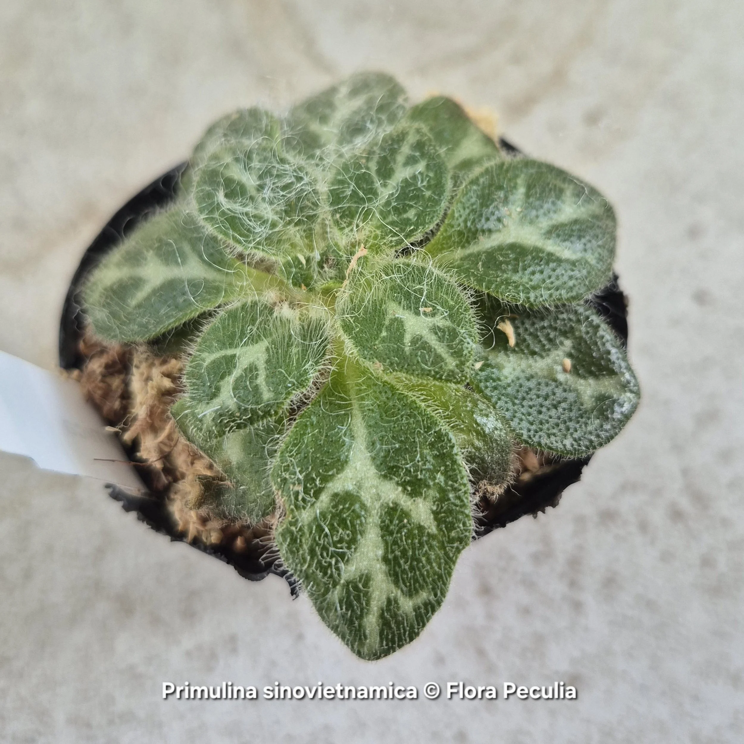 Primulina sinovietnamica
