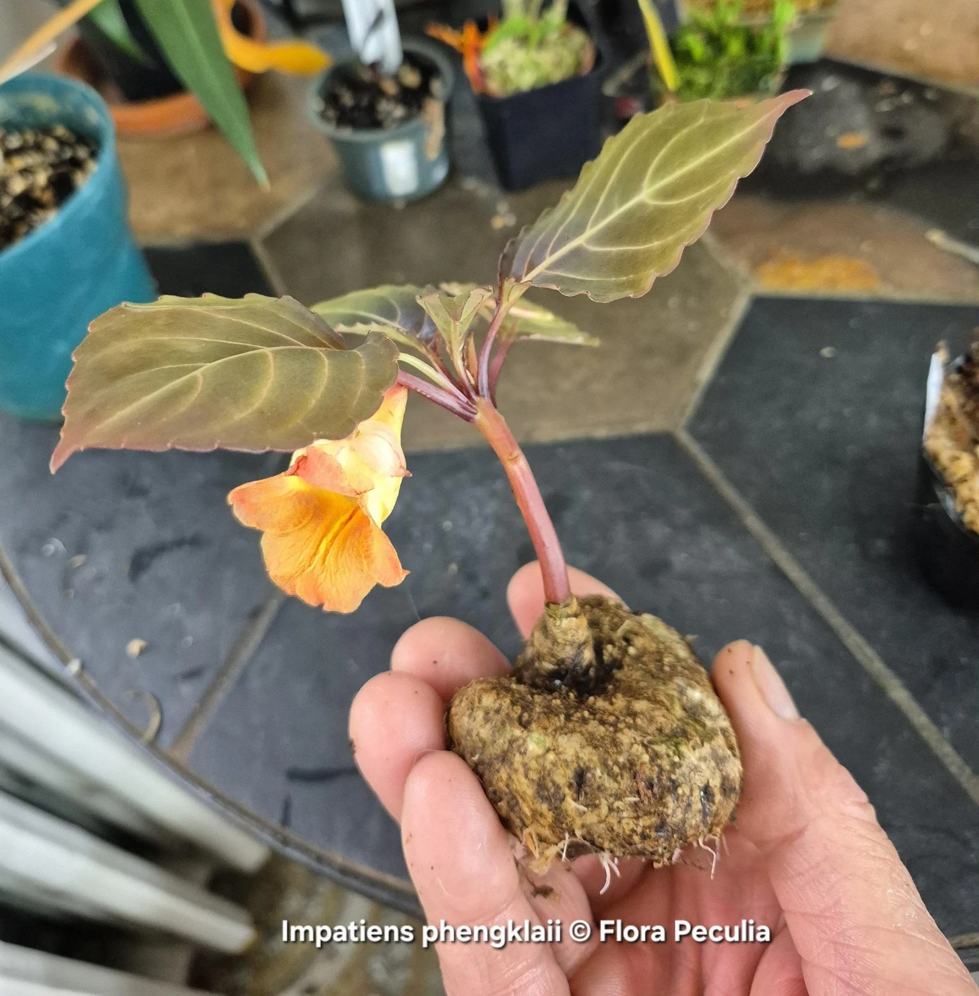 Impatiens ph.jpg