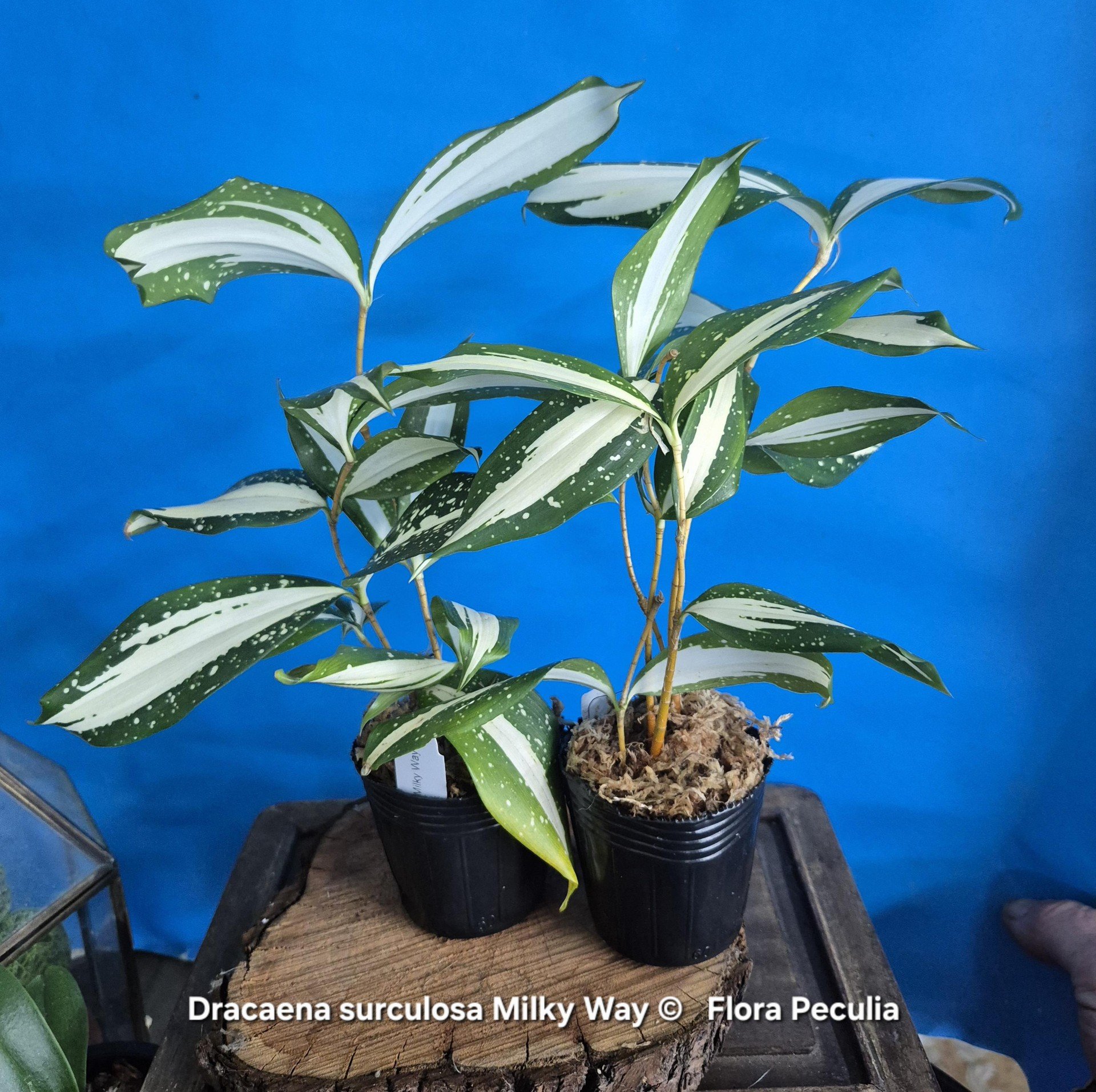 Dracaena.jpg