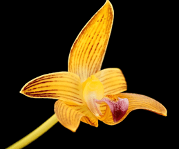 bulbophyllum claptoense.png