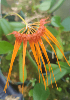 bulbophyllum tingaba.png