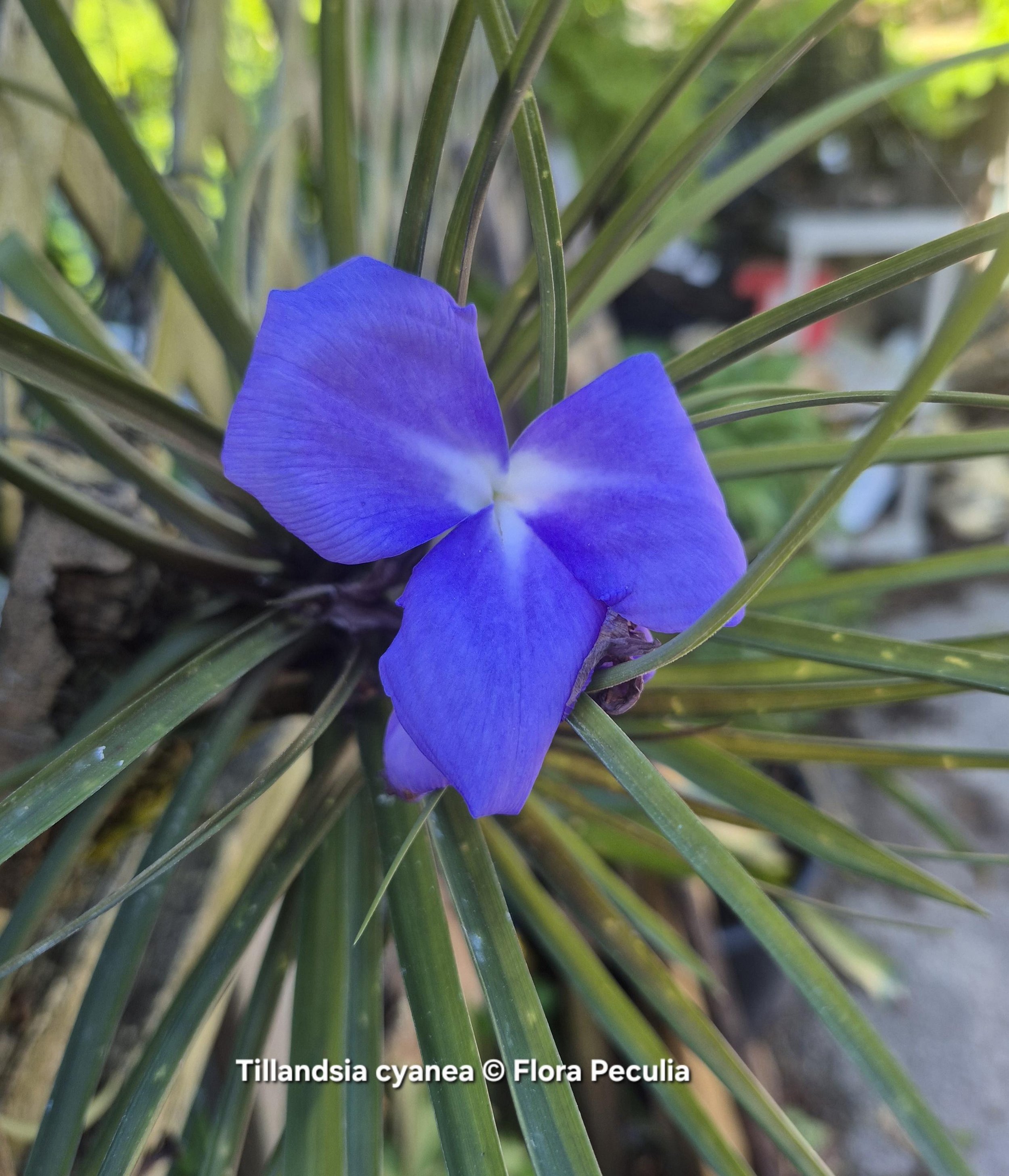 Tillandsia cyanea