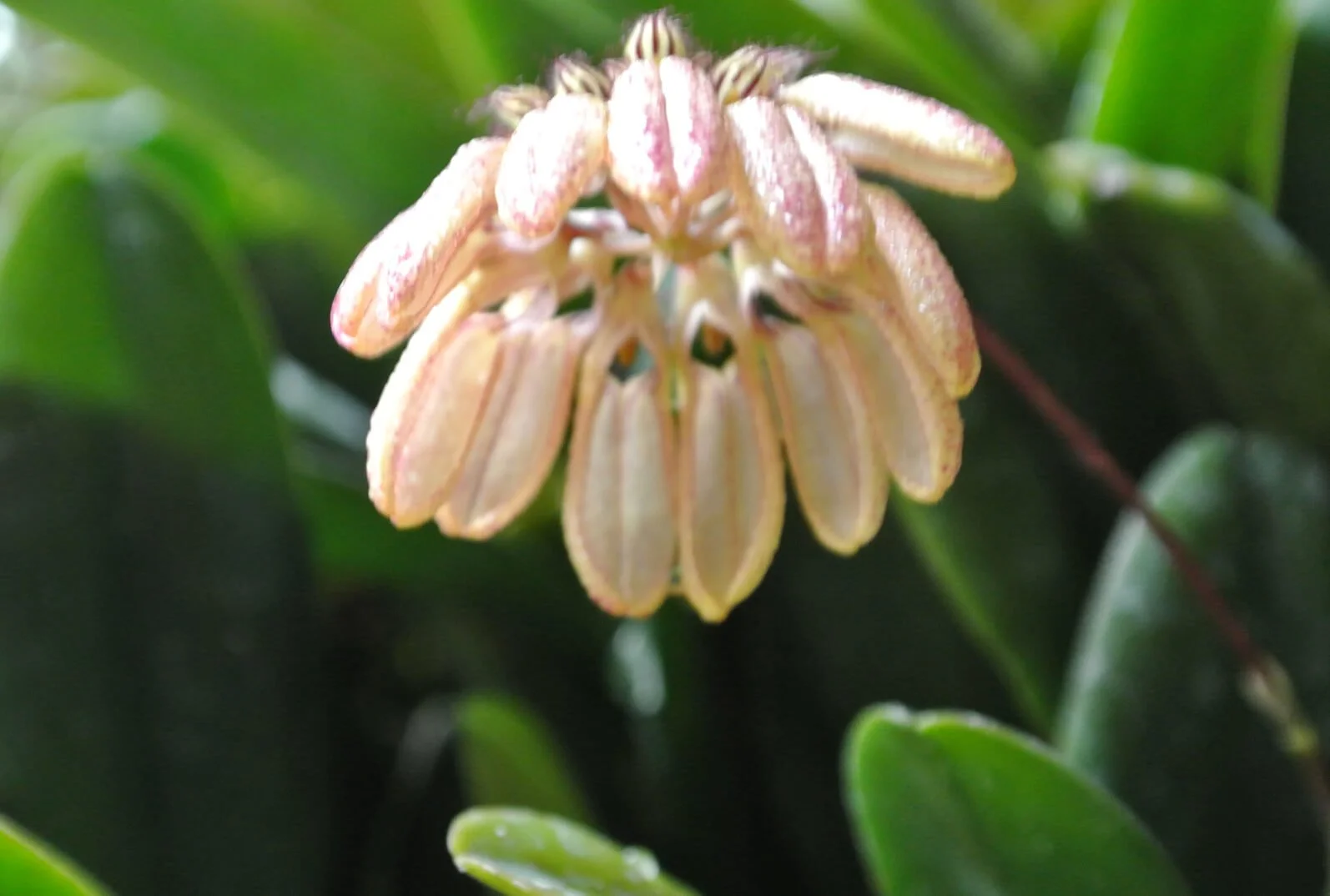 Bulbophyllum_sikkimensis.jpg