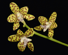 Phal-Little-one (1).png