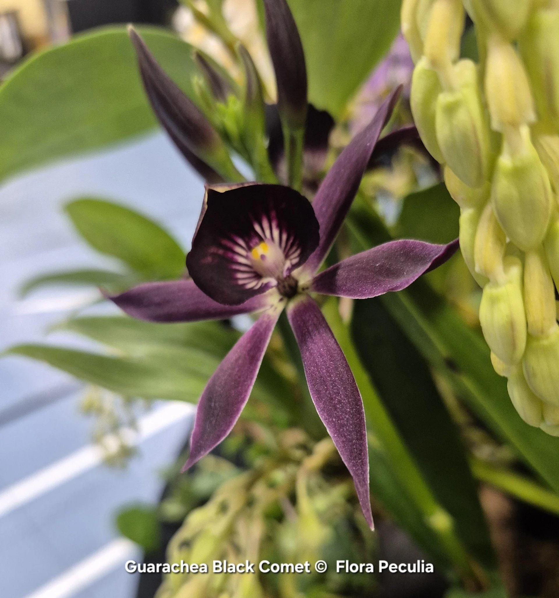 Guarechea Black Comet