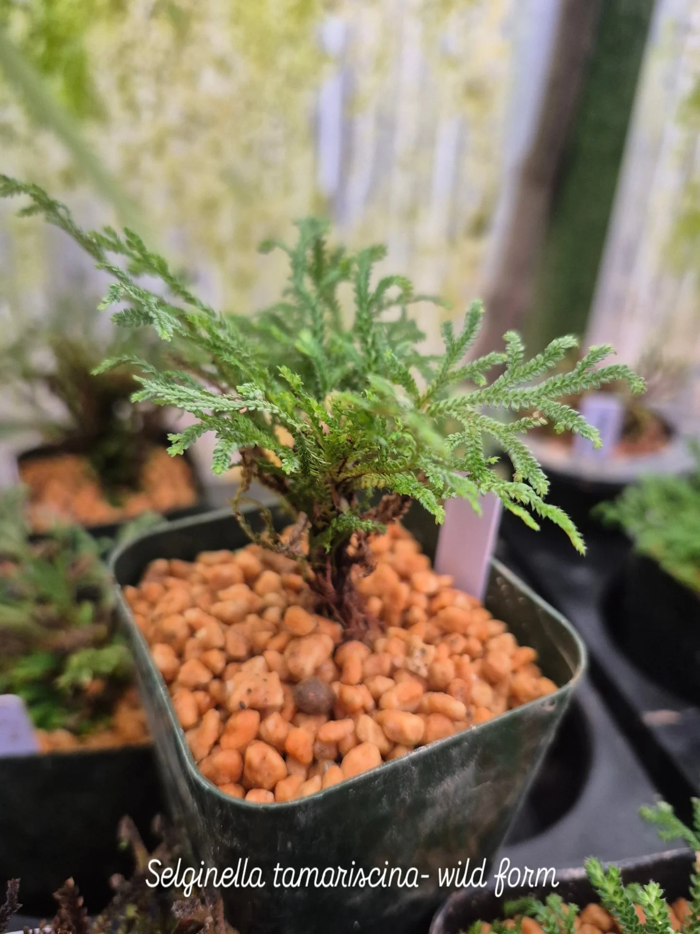 Selginella 1.jpg
