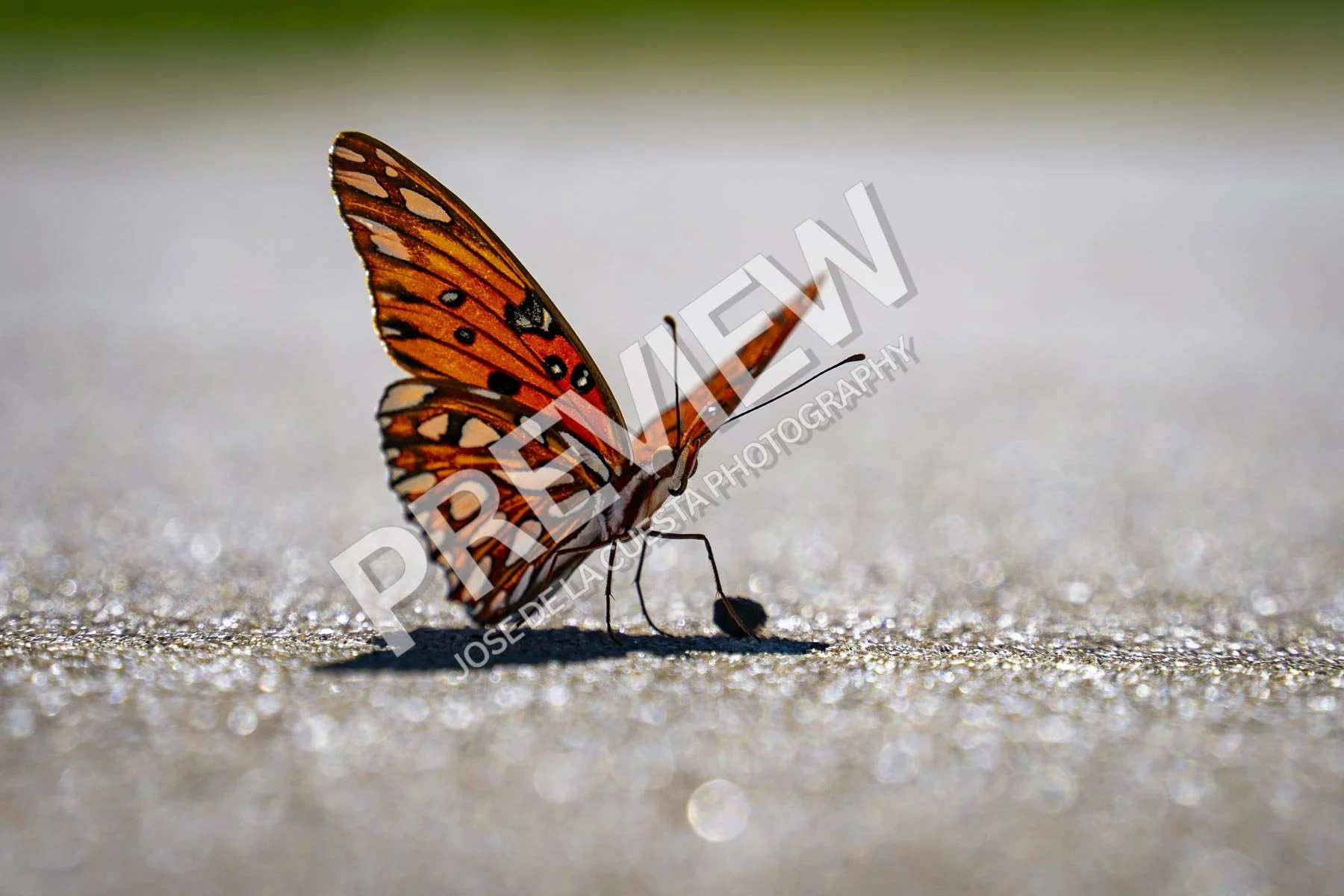 Enchanted Moments: Butterfly in Focus
