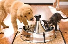 Keep Your Pets Cool and Healthy with Aqualapka Daily Functional Drinks This Summer