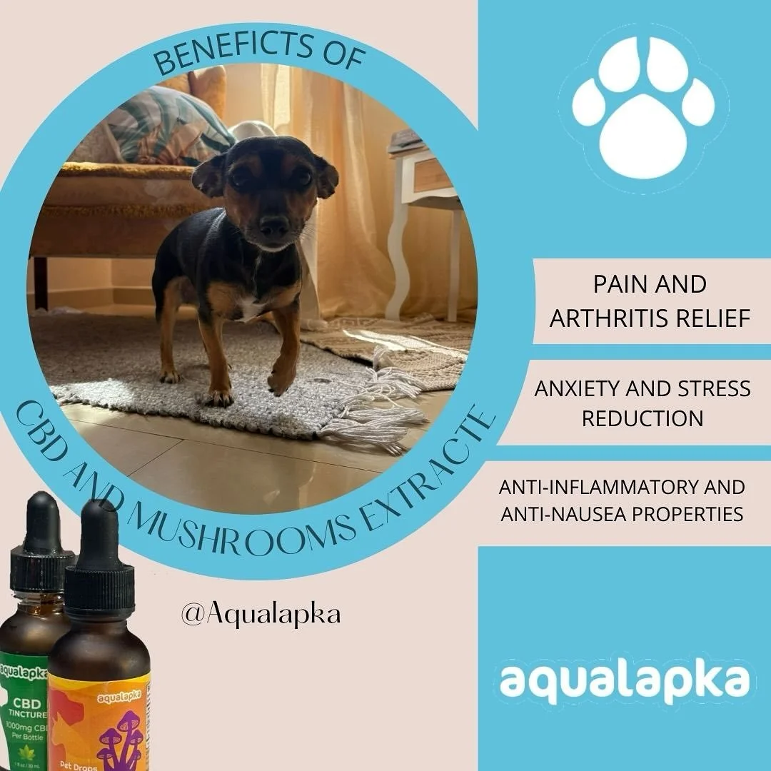 Discover the amazing benefits of CBD and Cordyceps mushroom extracts for your pets! Relieve pain and arthritis, reduce anxiety and stress, and enjoy anti-inflammatory and anti-nausea properties. Give your furry friends the natural care they deserve w