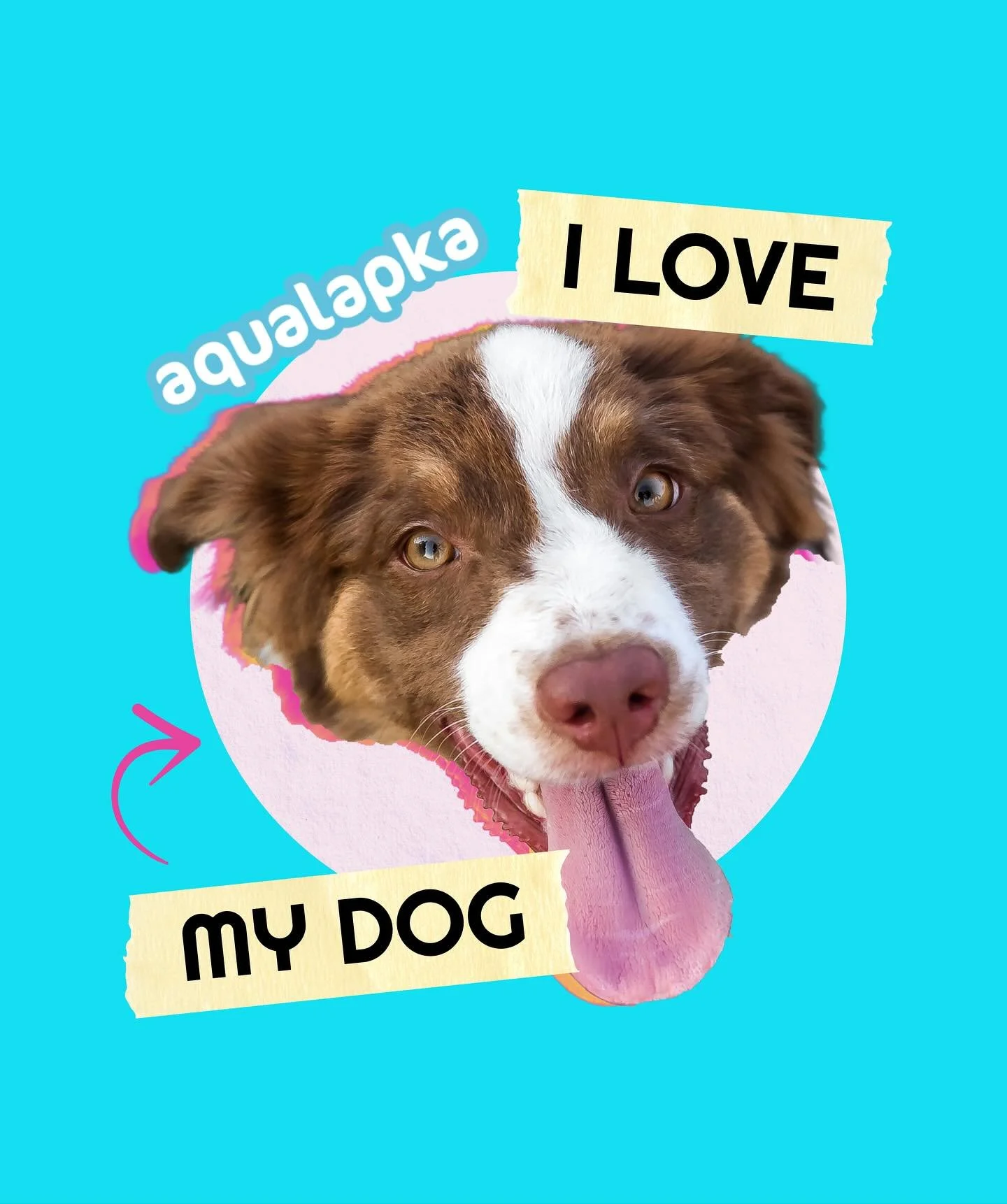 Let me tell you about the best decision I ever made for my pack&hellip; Switching their water to Aqualapka daily vitamin waters. At first I thought &ldquo;flavored water for dogs? Really?&rdquo; &mdash; until I saw them literally begging for it every