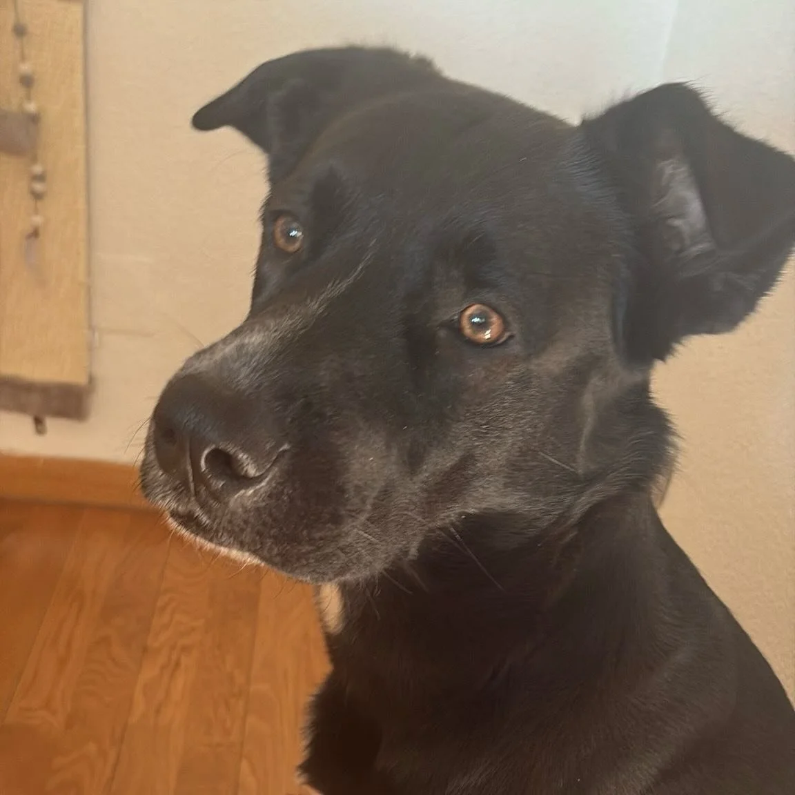 😍 Look at that face! This sweet pup knows the secret to staying happy, energized, and healthy: proper hydration! 🐶💧
With Aqualapka&rsquo;s premium pet drinks like Hero Water (packed with essential electrolytes for ultimate hydration) and our Daily