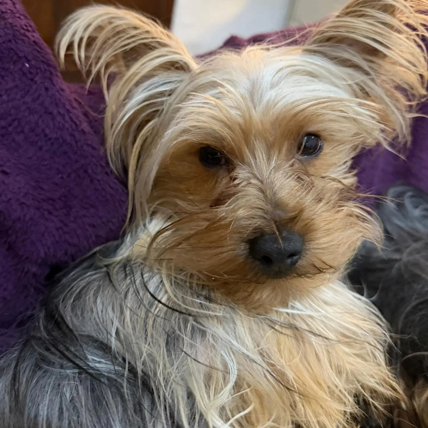 Unlock natural calm and unstoppable vitality for your furry friend! 🌿✨🐾
Aqualapka&rsquo;s Calming CBD Pet Drops deliver premium, non-psychoactive hemp extract to ease stress, support joint health, mobility, and overall relaxation without any drowsi