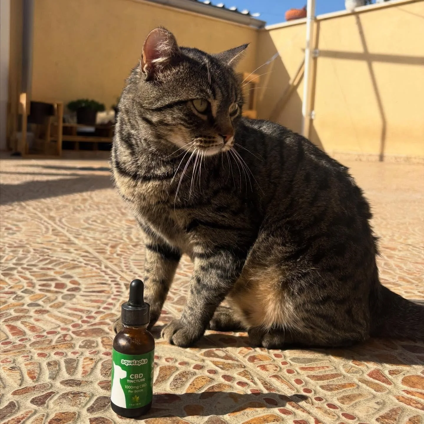 Help your furry best friend find their zen 🐶🐱✨
Aqualapka&rsquo;s Calming CBD Tincture is crafted with premium, non-psychoactive hemp extract to naturally ease stress, anxiety, joint discomfort, and promote overall relaxation &mdash; no drowsiness, 