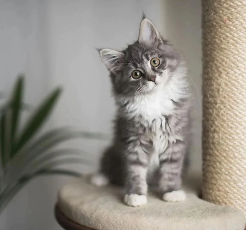 Why Your Cat Needs Aqualapka ZenShroom: Natural Calm, Immunity &amp; Feline Wellness