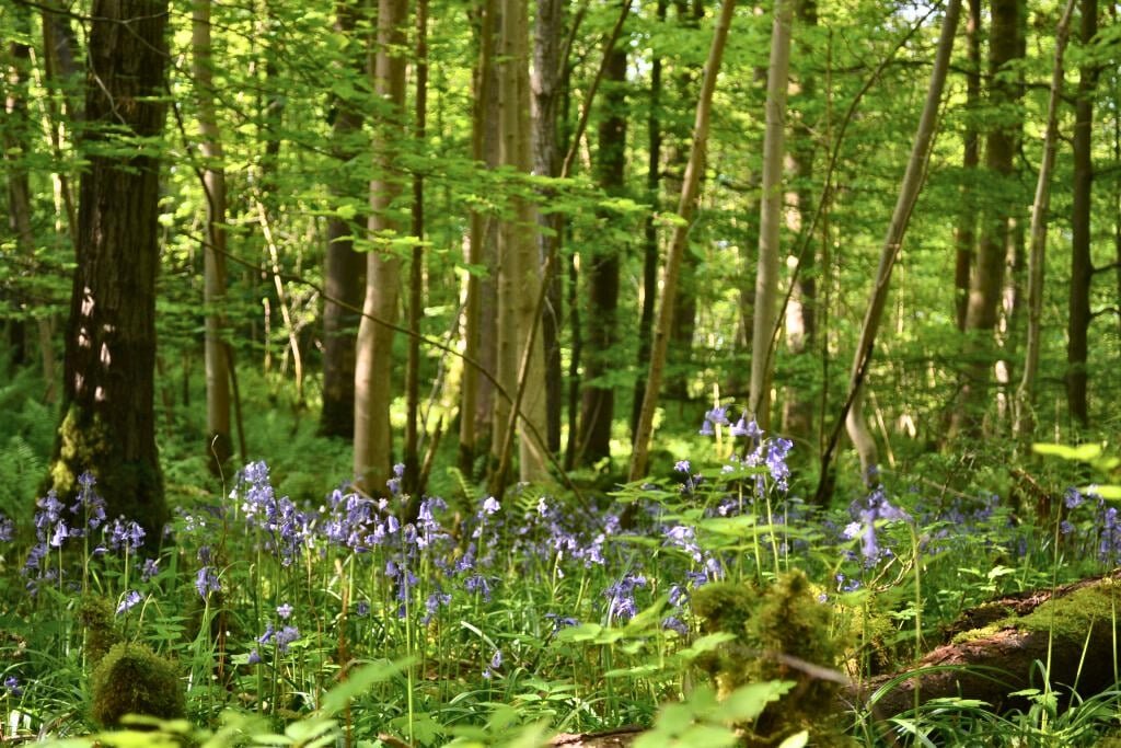 Woodland trees cover a carpet of bluebells in this woodland burial site.