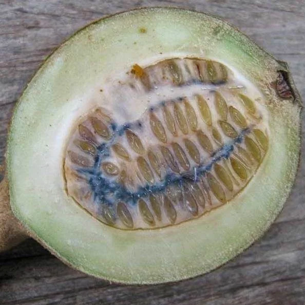 Genipa americana (Jagua Fruit) – Natural Dye Source