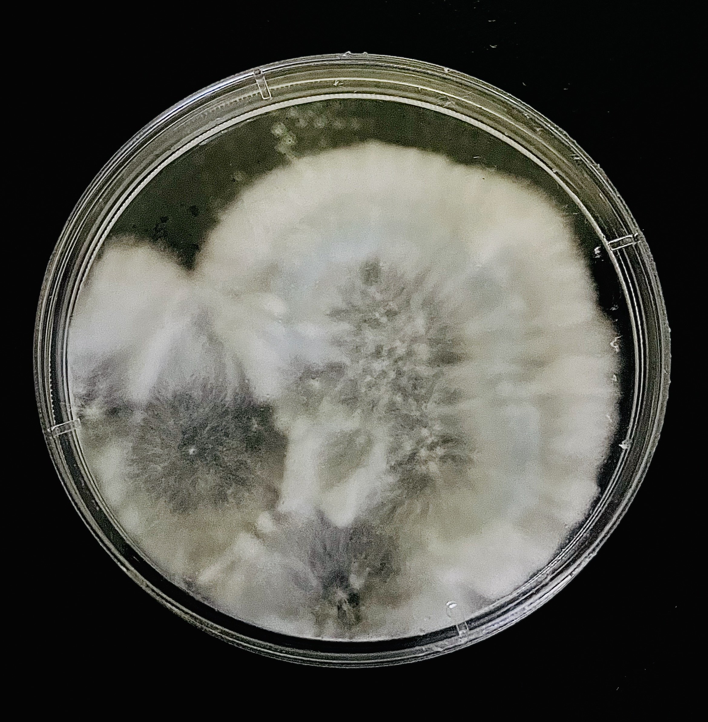 rhizomorphic mycelium on agar plate