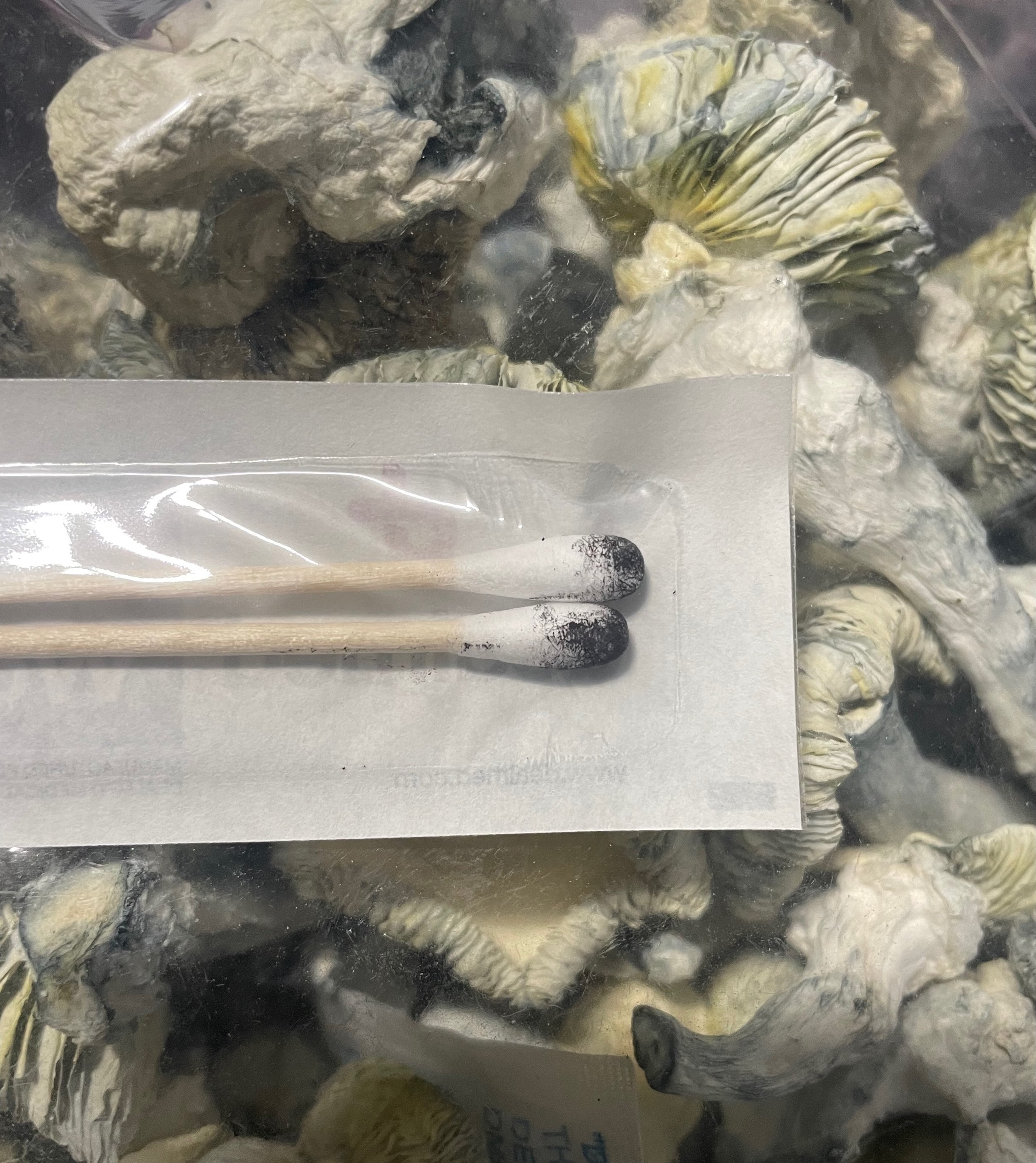 leucistic swamp ghost lsg psilocybin strain mushroom spores