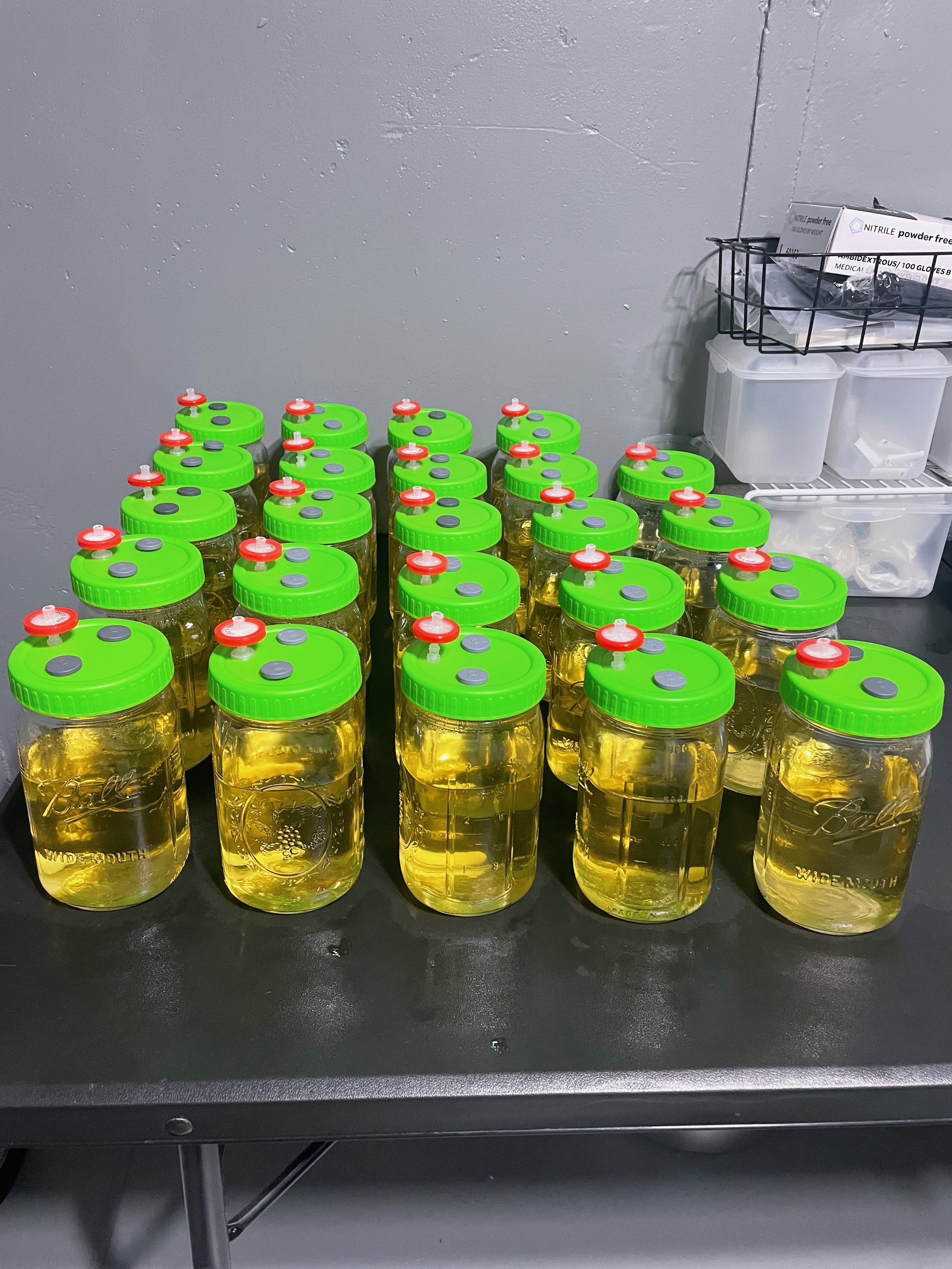 Rows of mason jars with green lids containing a liquid cultures on a table, plastic containers and nitrile glove boxes on a shelf in the background in a lab setting.