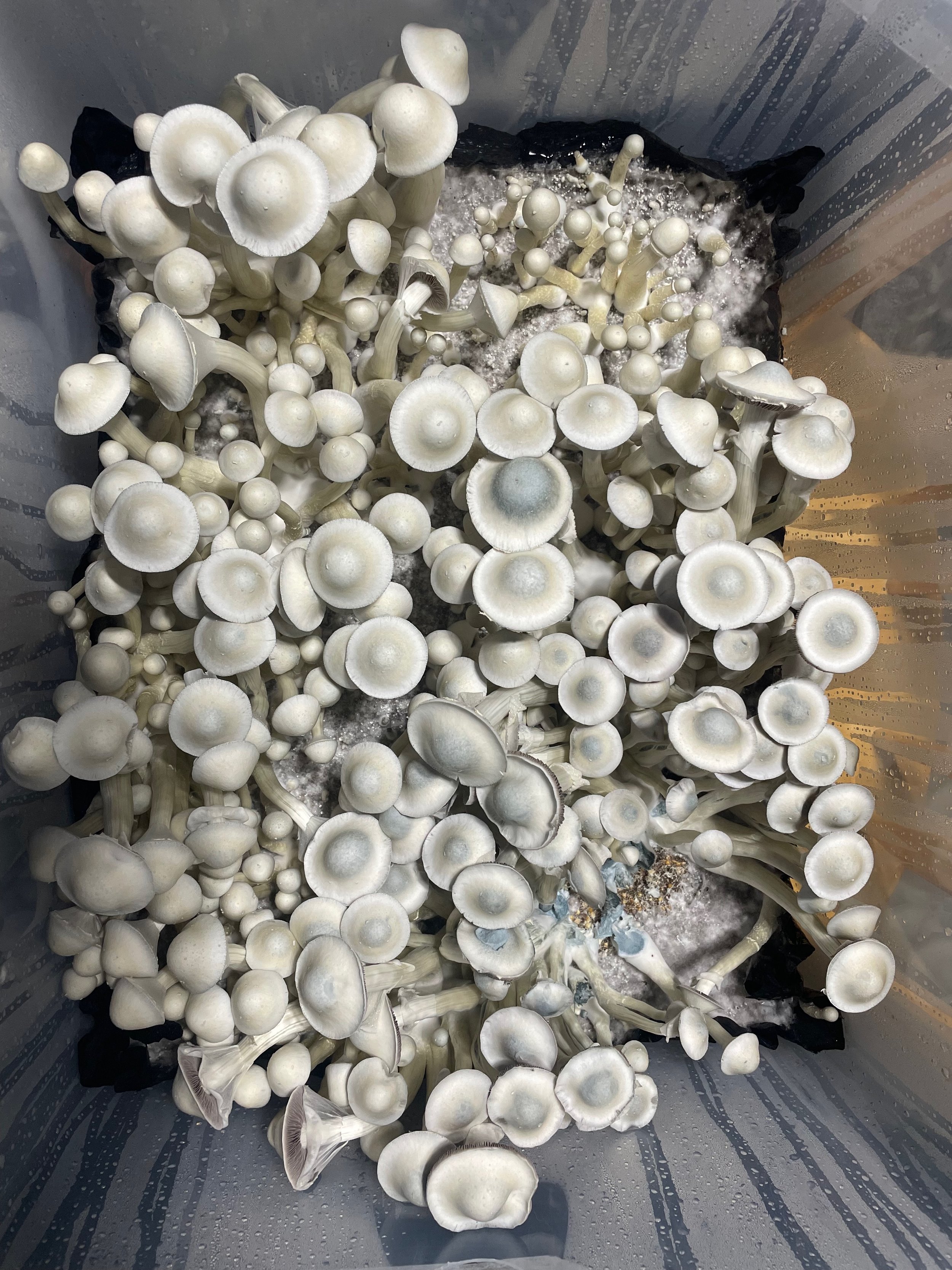 leucistic swamp ghost lsg psilocybin strain mushroom spores