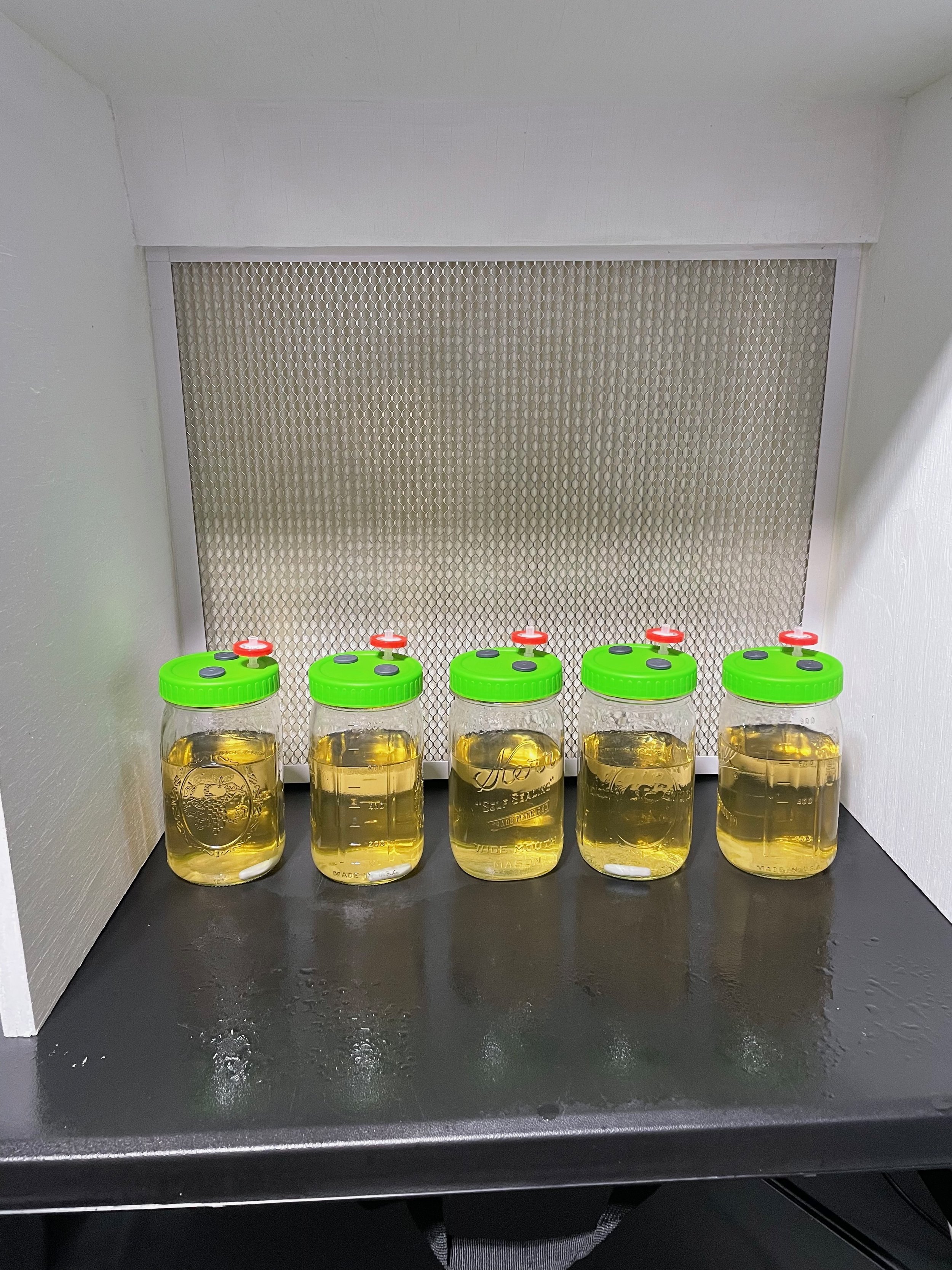 Five glass jars with green lids containing liquid culture, placed in a row on a black surface, inside a flow hood.