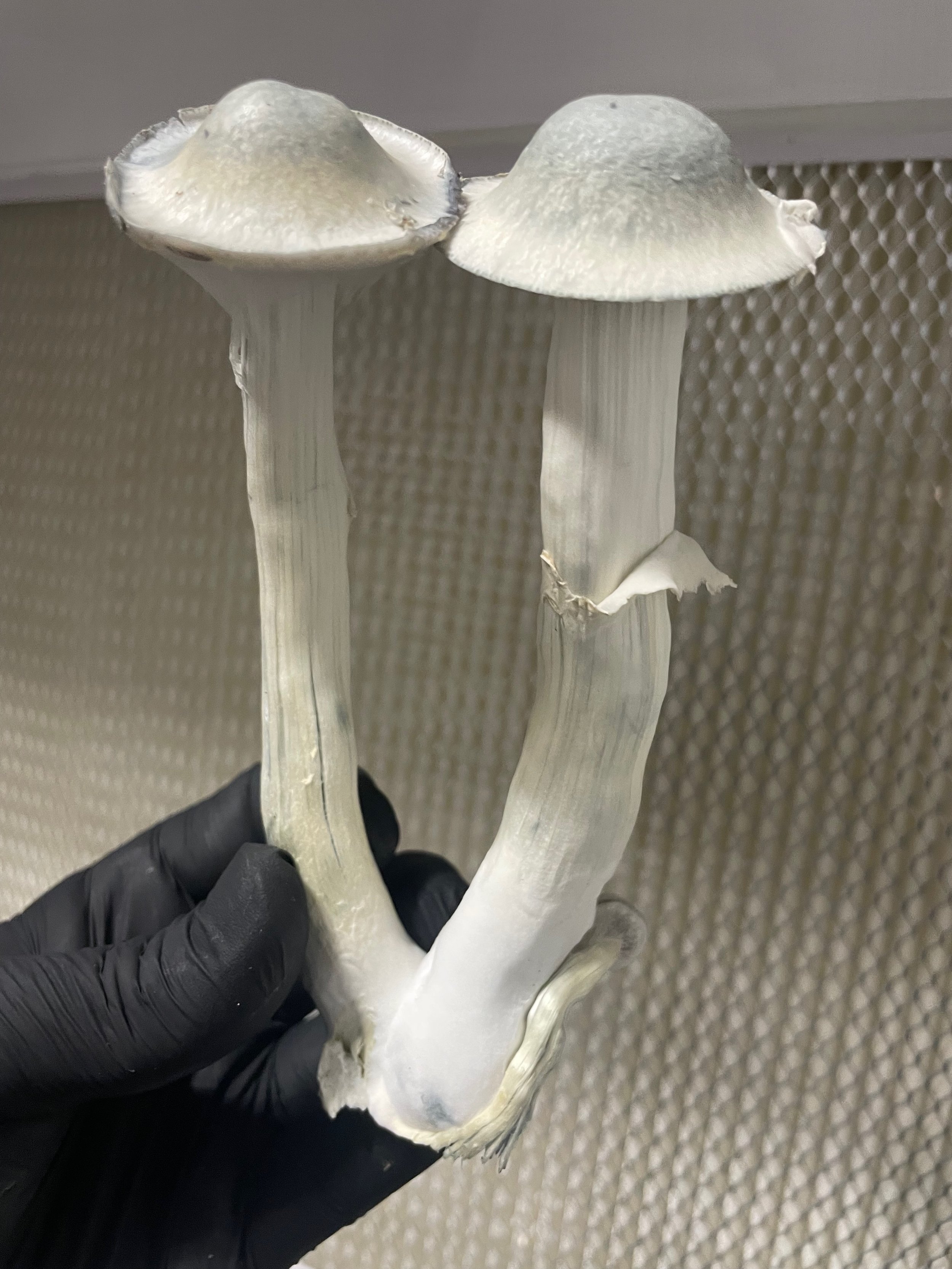 leucistic swamp ghost lsg psilocybin strain mushroom spores