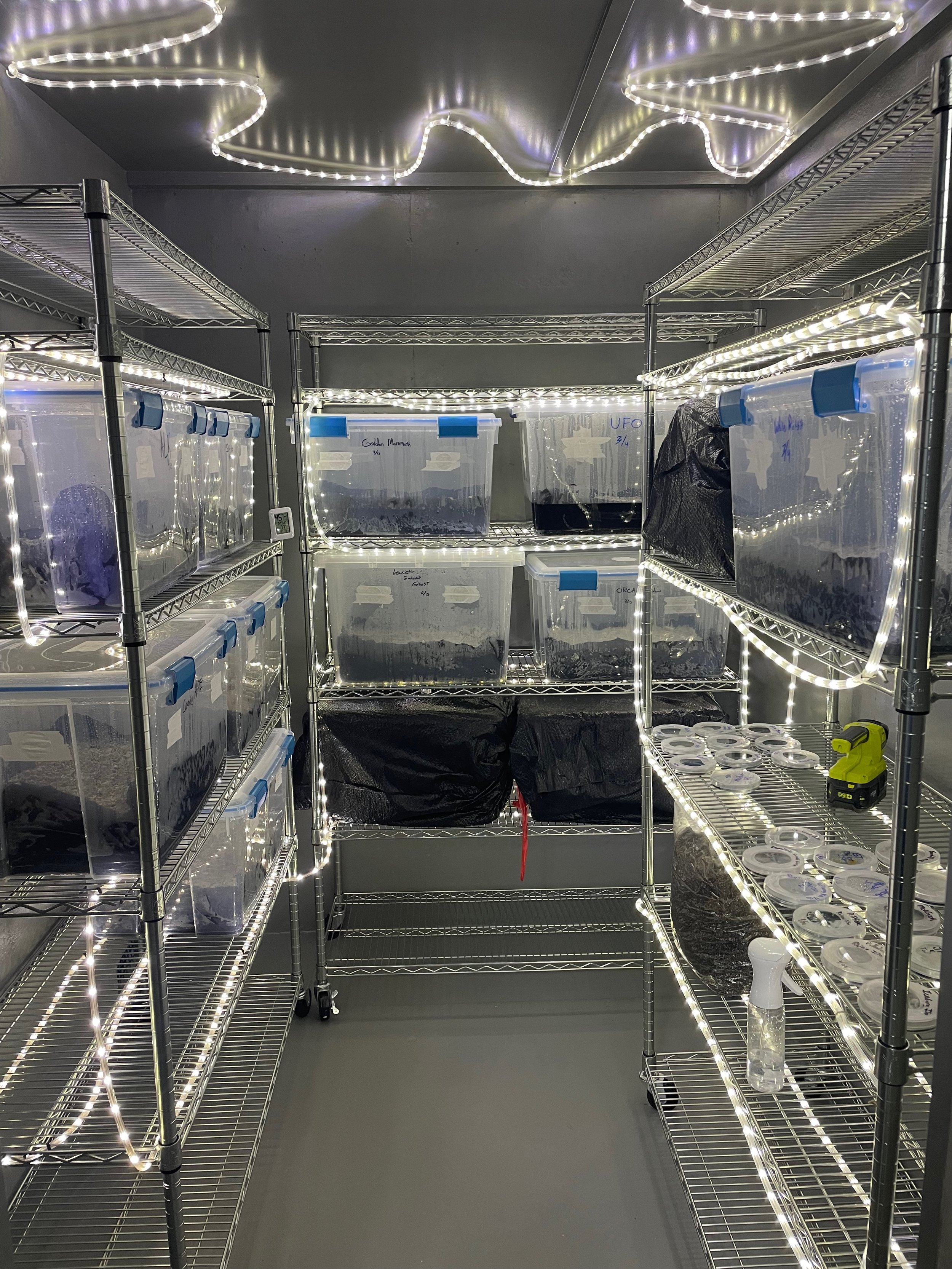 Climate-controlled positive pressure storage room with clear plastic mono tubs on metal shelves, growing mushrooms, illuminated by LED strip lights.