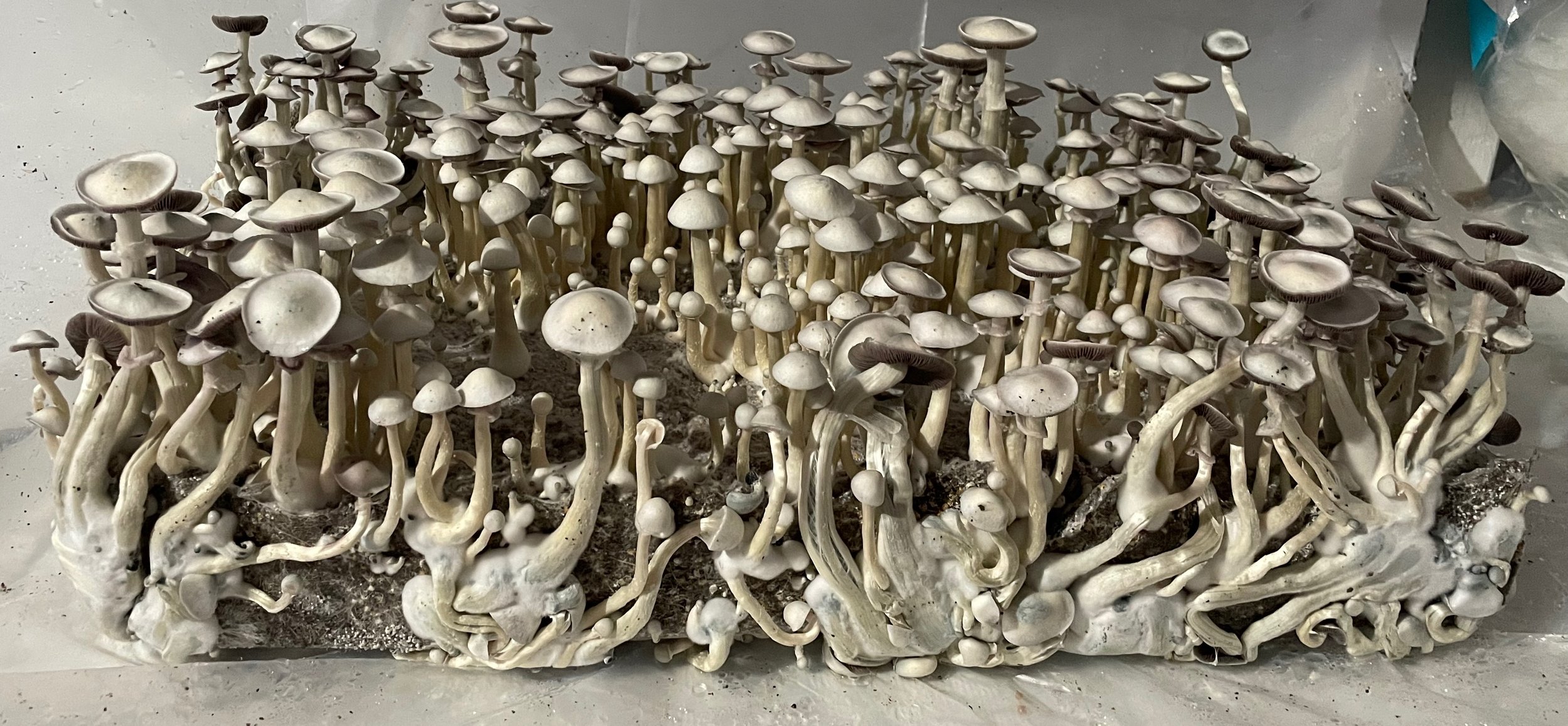 leucistic swamp ghost lsg psilocybin strain mushroom spores