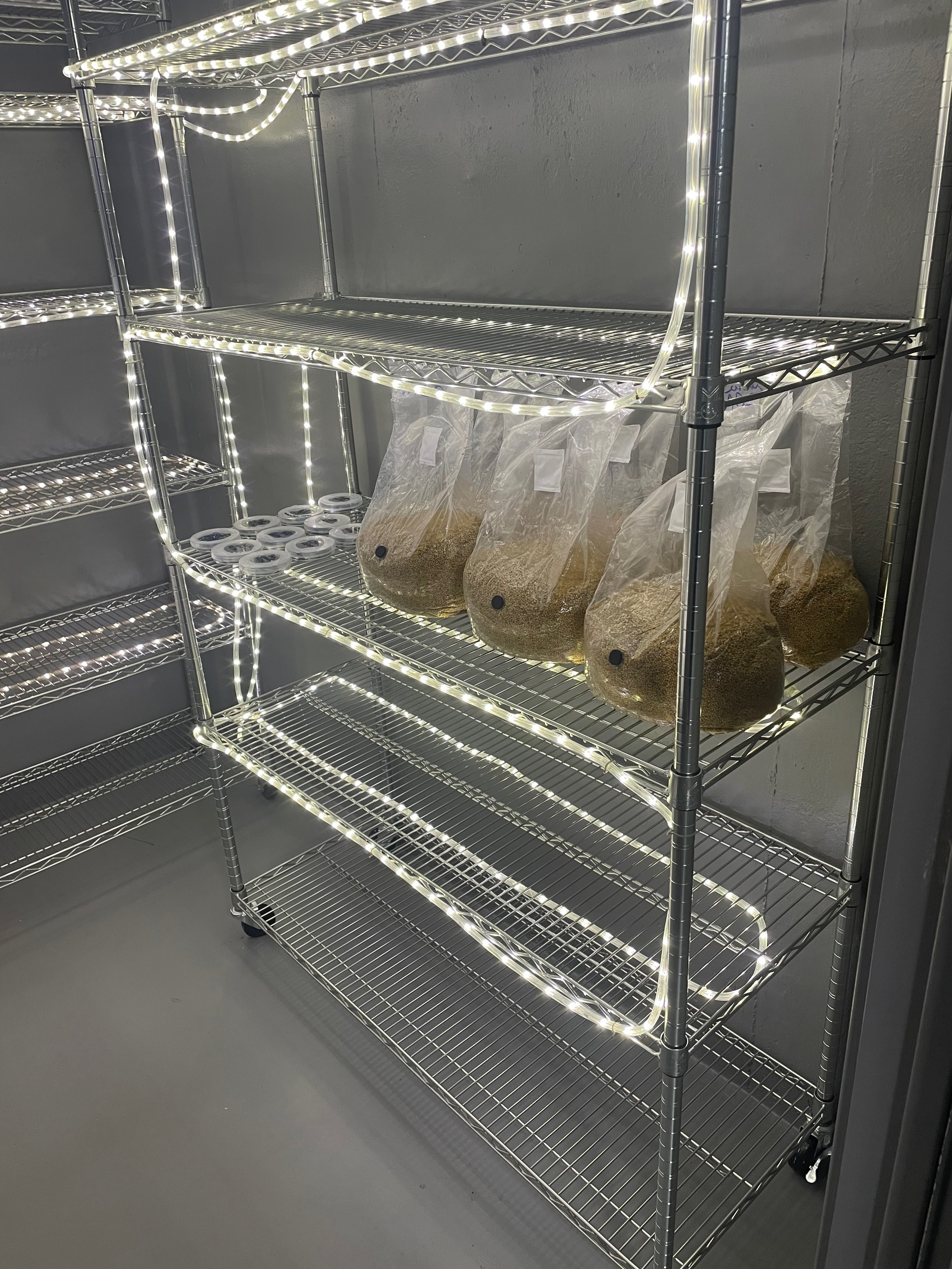 Metal shelving unit with LED lights and plastic bags of colonized grain