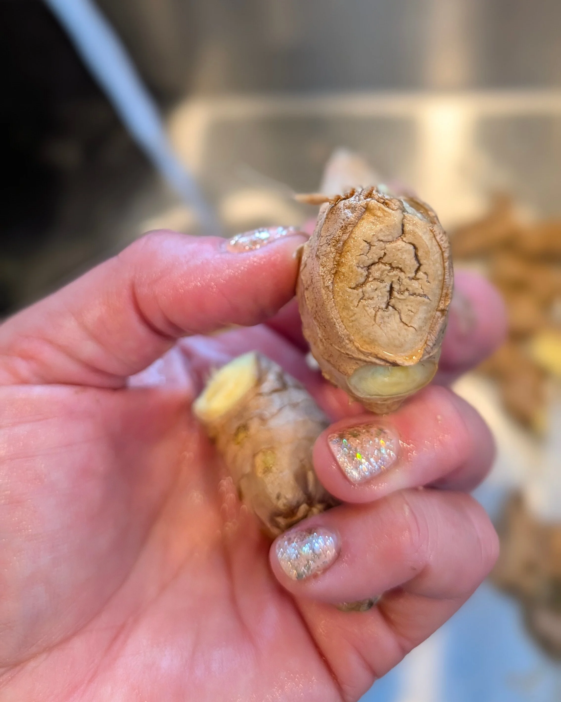 Cut off areas like this -  any spot where pieces have broken off and dried out