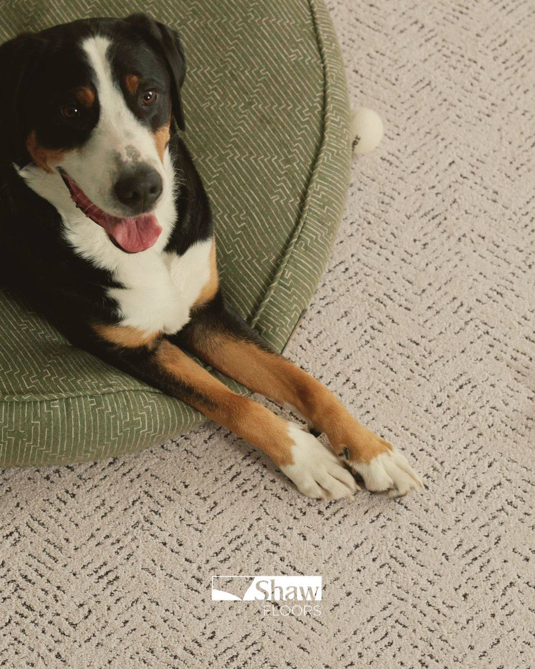 🐾 Say goodbye to pet stains and odors with Shaw's Pet Perfect carpet! Durable, stylish, and perfect for your furry friends. Stop by Carpet Studio for more info! #PetPerfect #ShawFloors #PetFriendly​