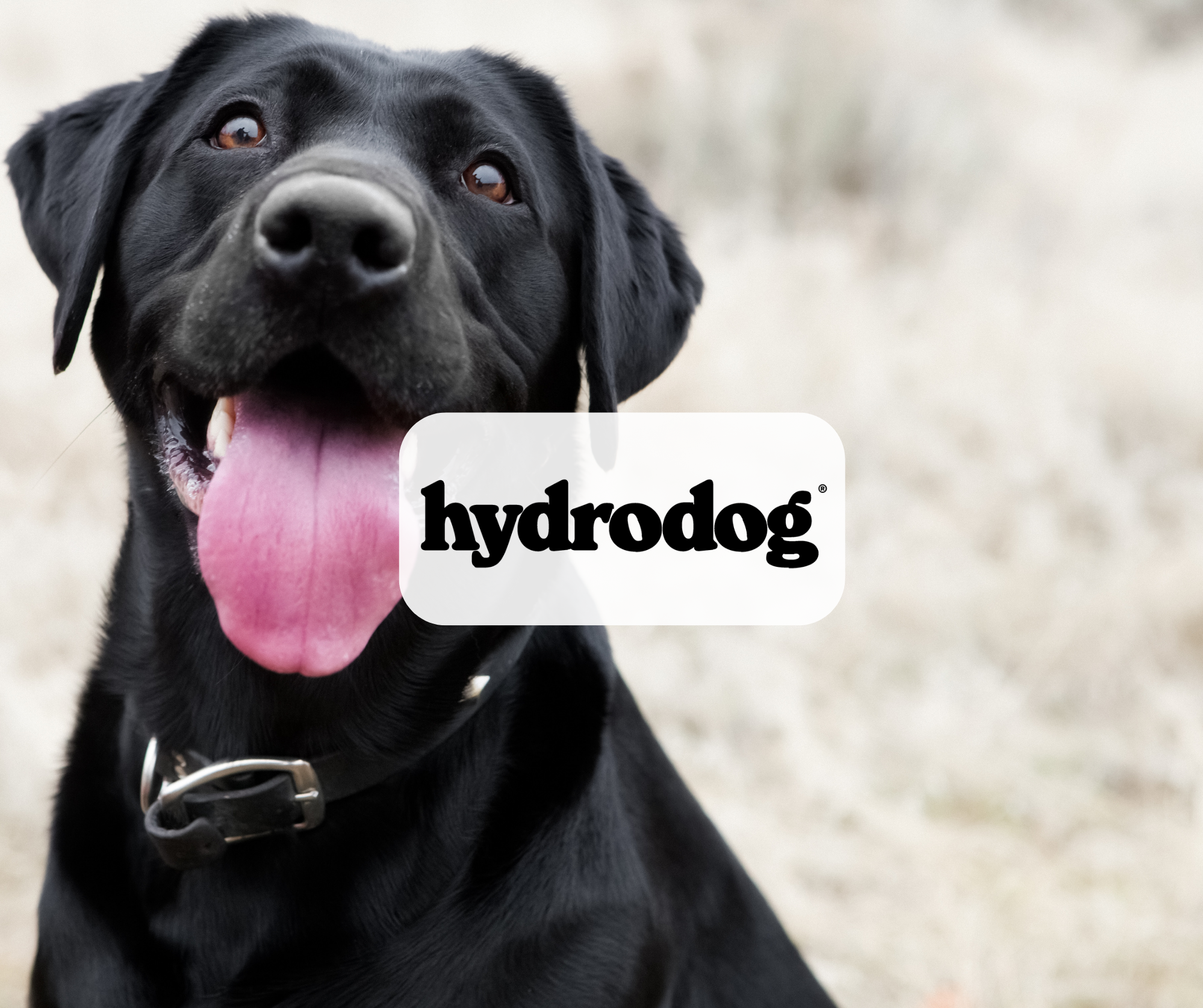 Hydrodog
