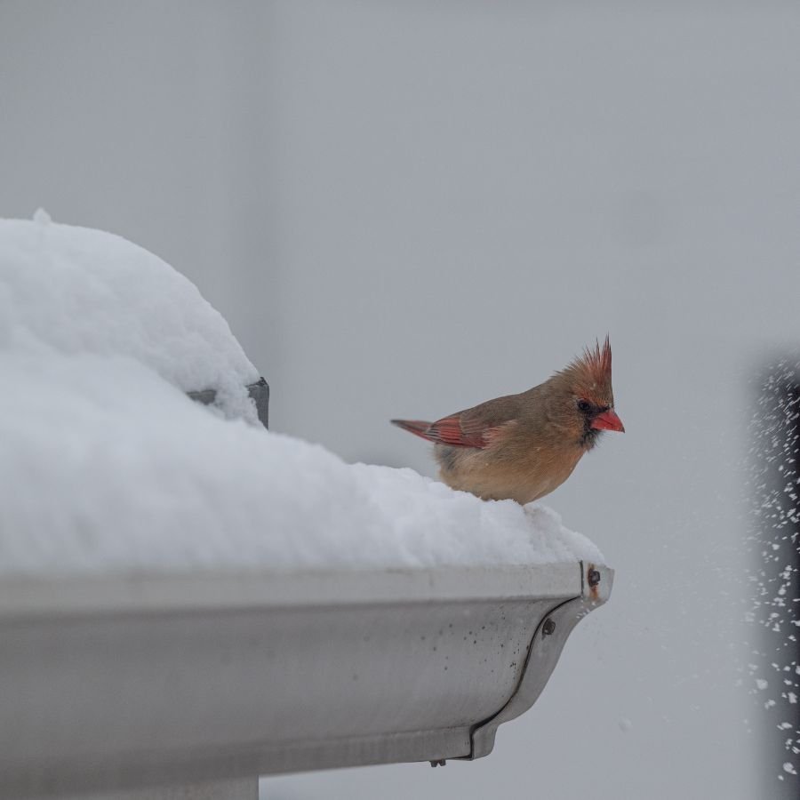 Island County Gutters Built for Pacific Northwest Weather