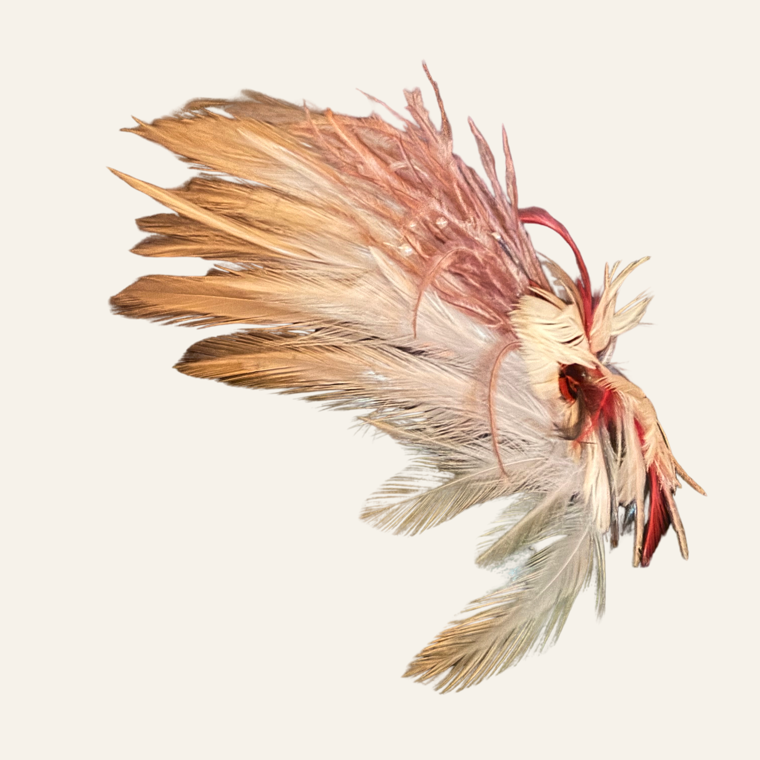 50.png