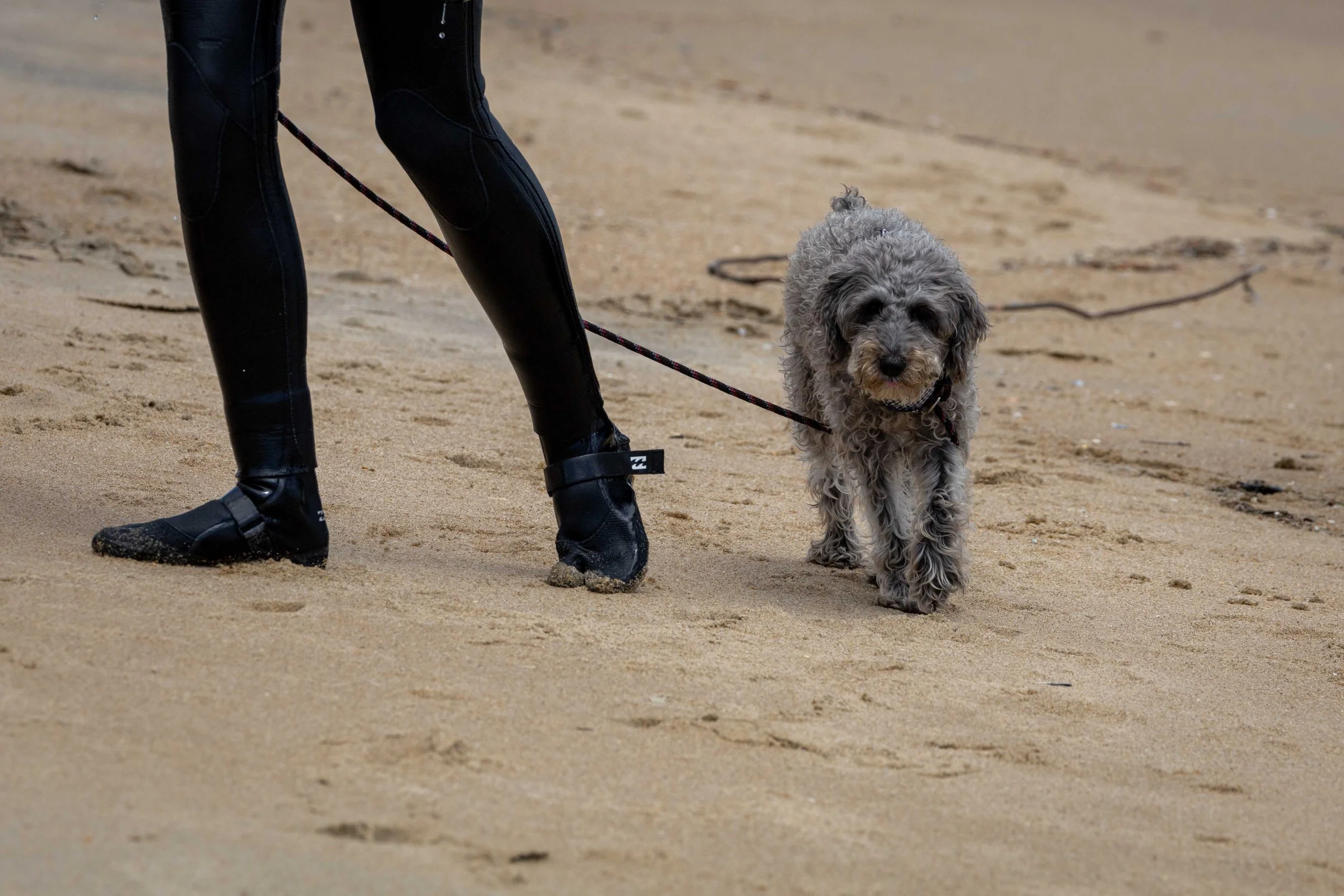 Person wearing black wetsuit boots walking a curly gray dog on a sandy beach.