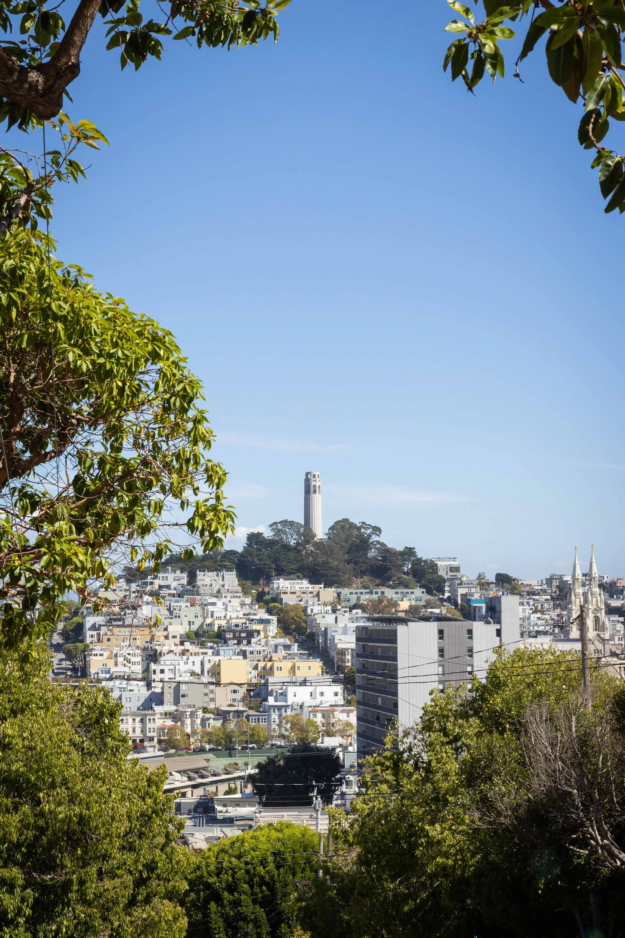 View of a city skyline with buildings, trees, and the Coit Tower on the hillside in San Francisco, California, under a clear blue sky.