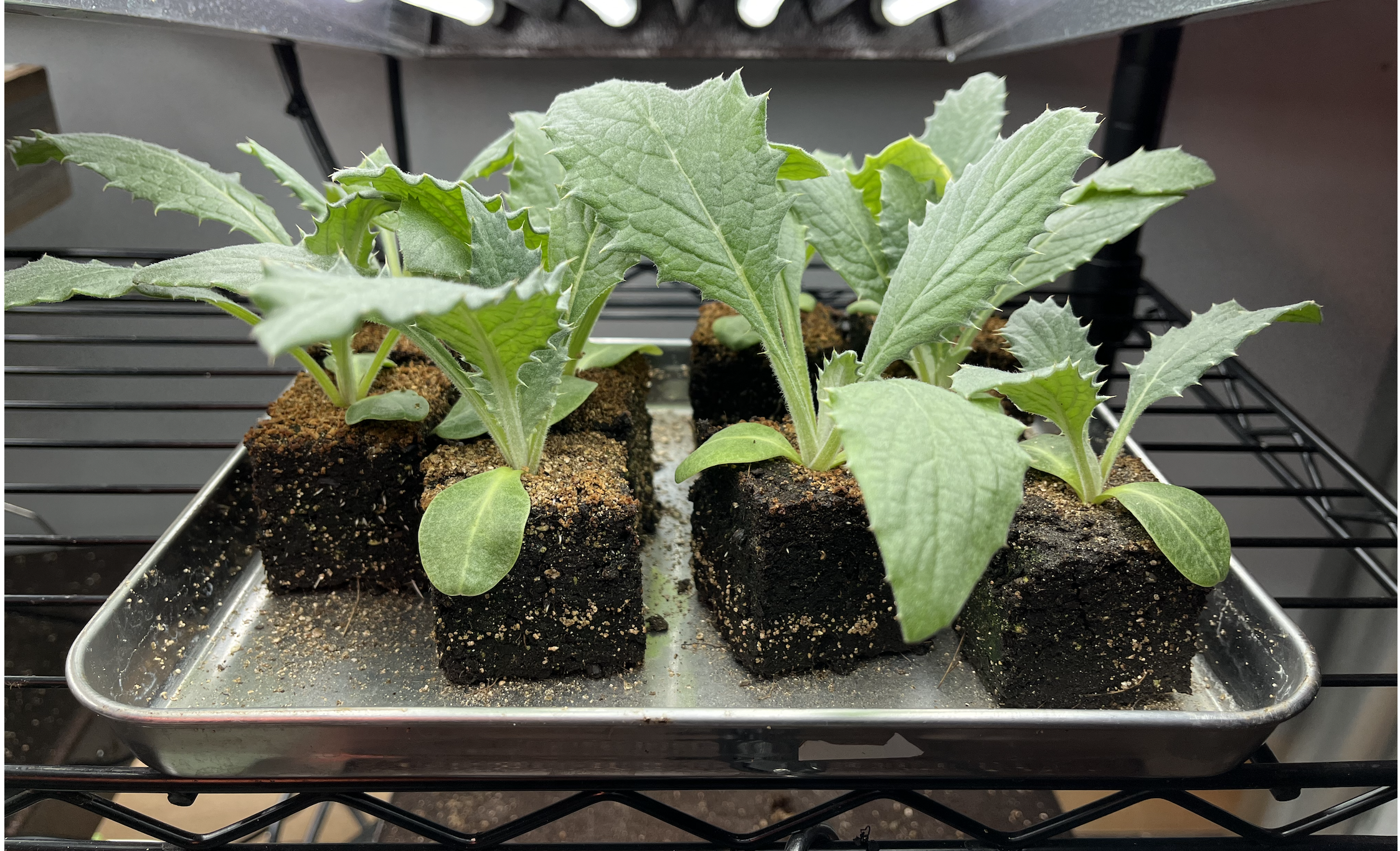 SOIL BLOCKING BASICS