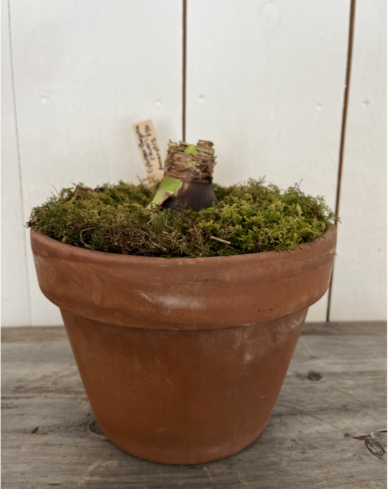 Single Cybister Bogota in aged clay pot.png