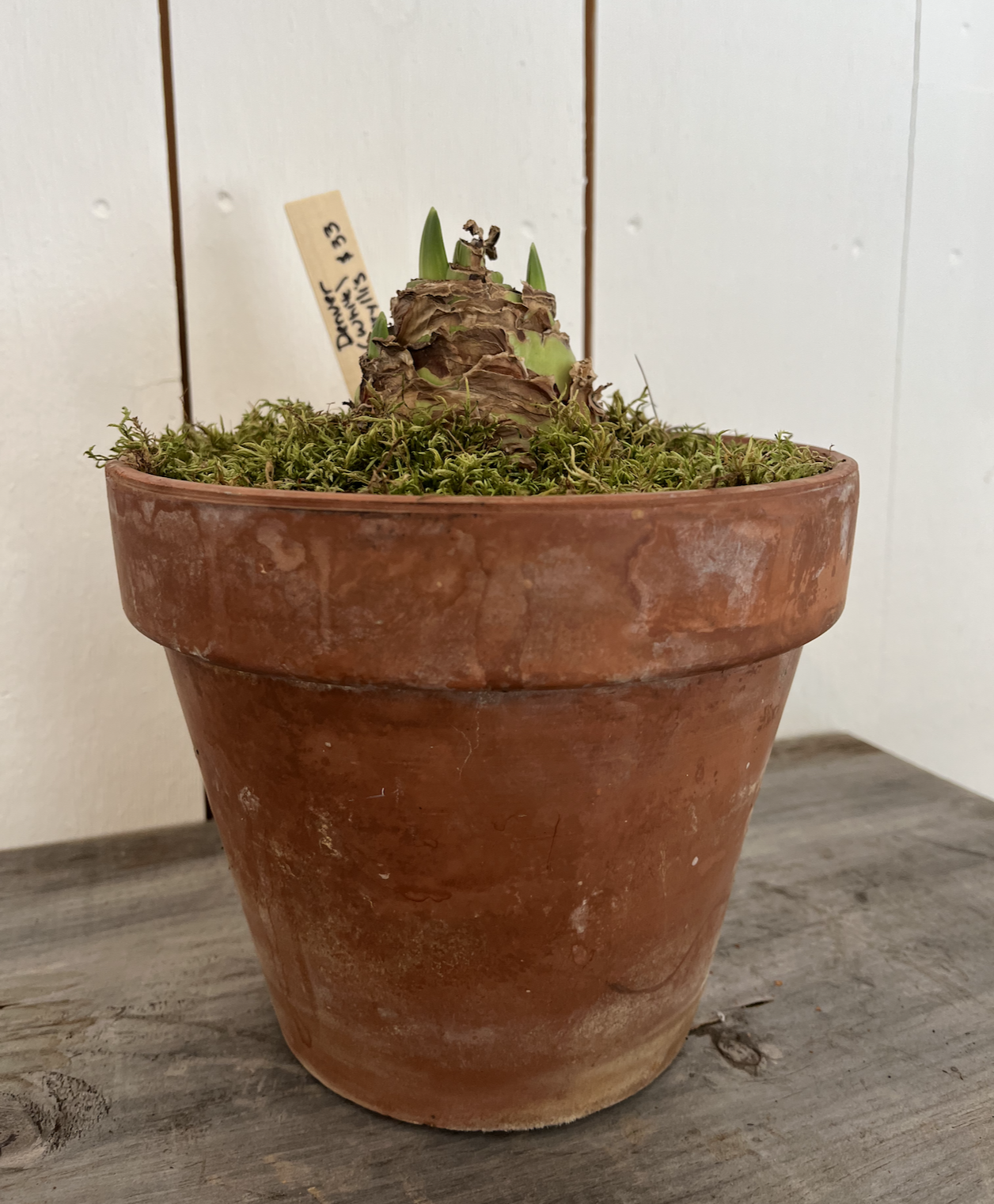 Denver bulb in aged pot.png