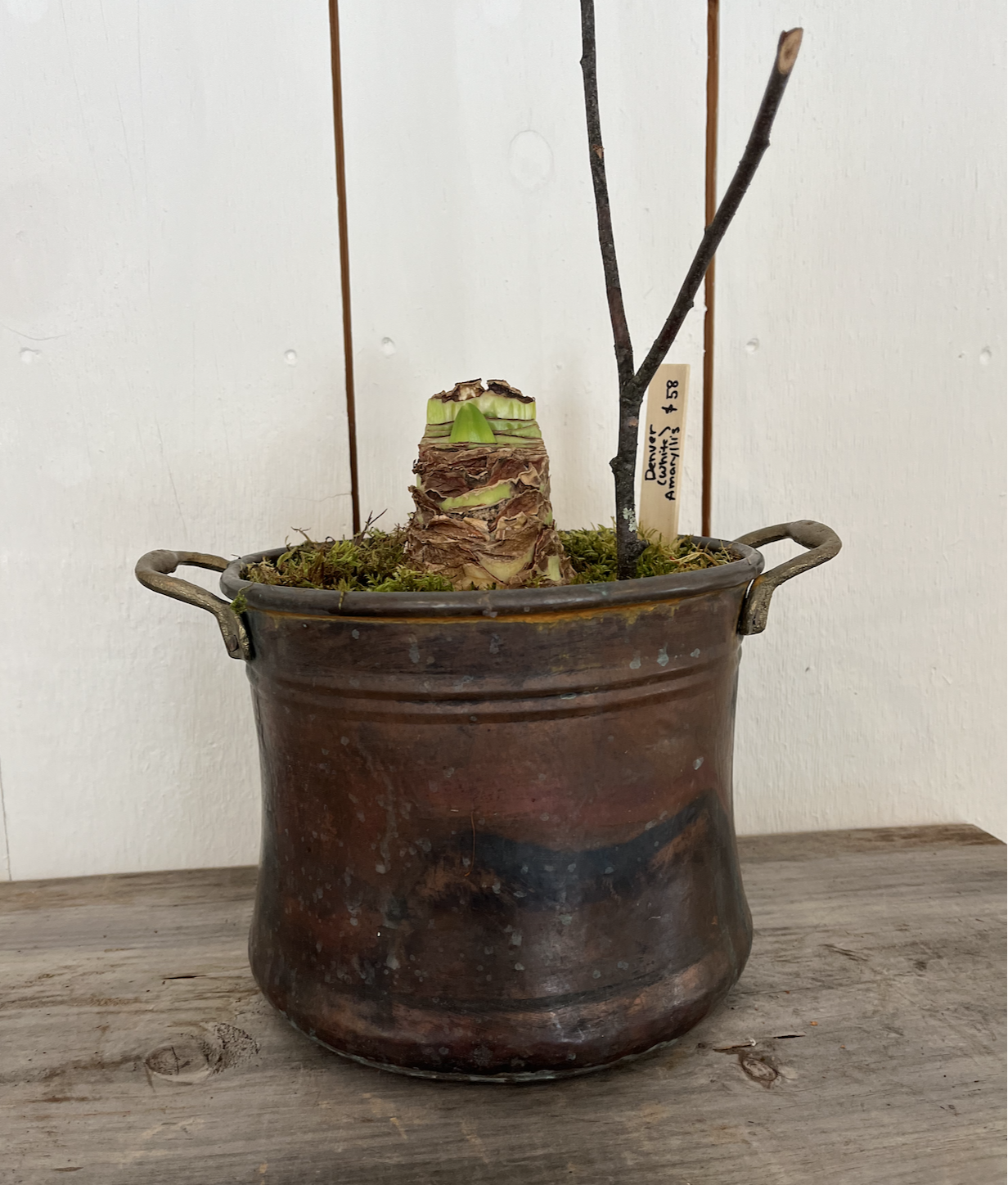 Denver Amaryllis in copper pot.png