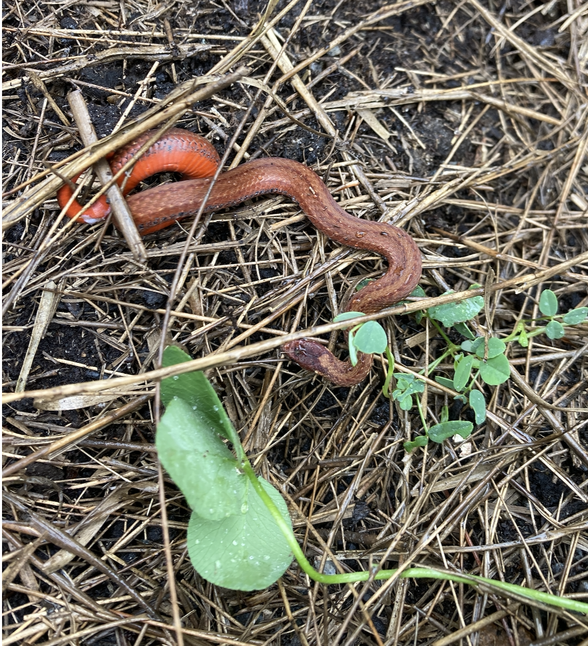 Red-Bellied Snake (Storeria occipitomaculata)