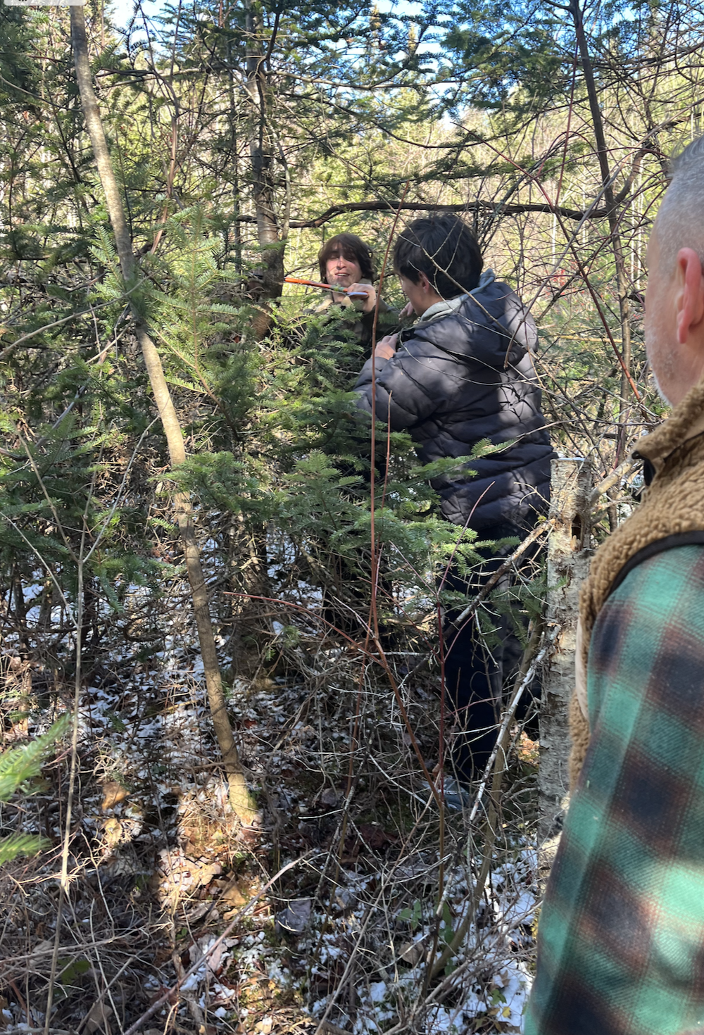 Teen boys cutting tree at pieropan.png