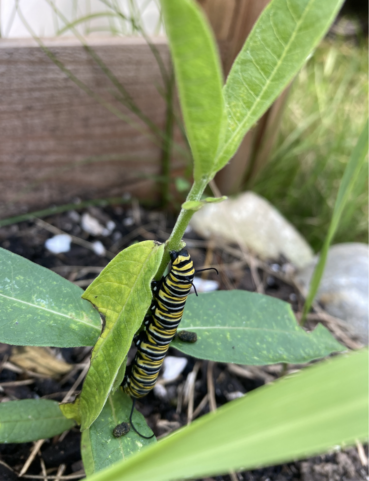 Monarch Caterpillar/Butterfly (Danaus plexippus)