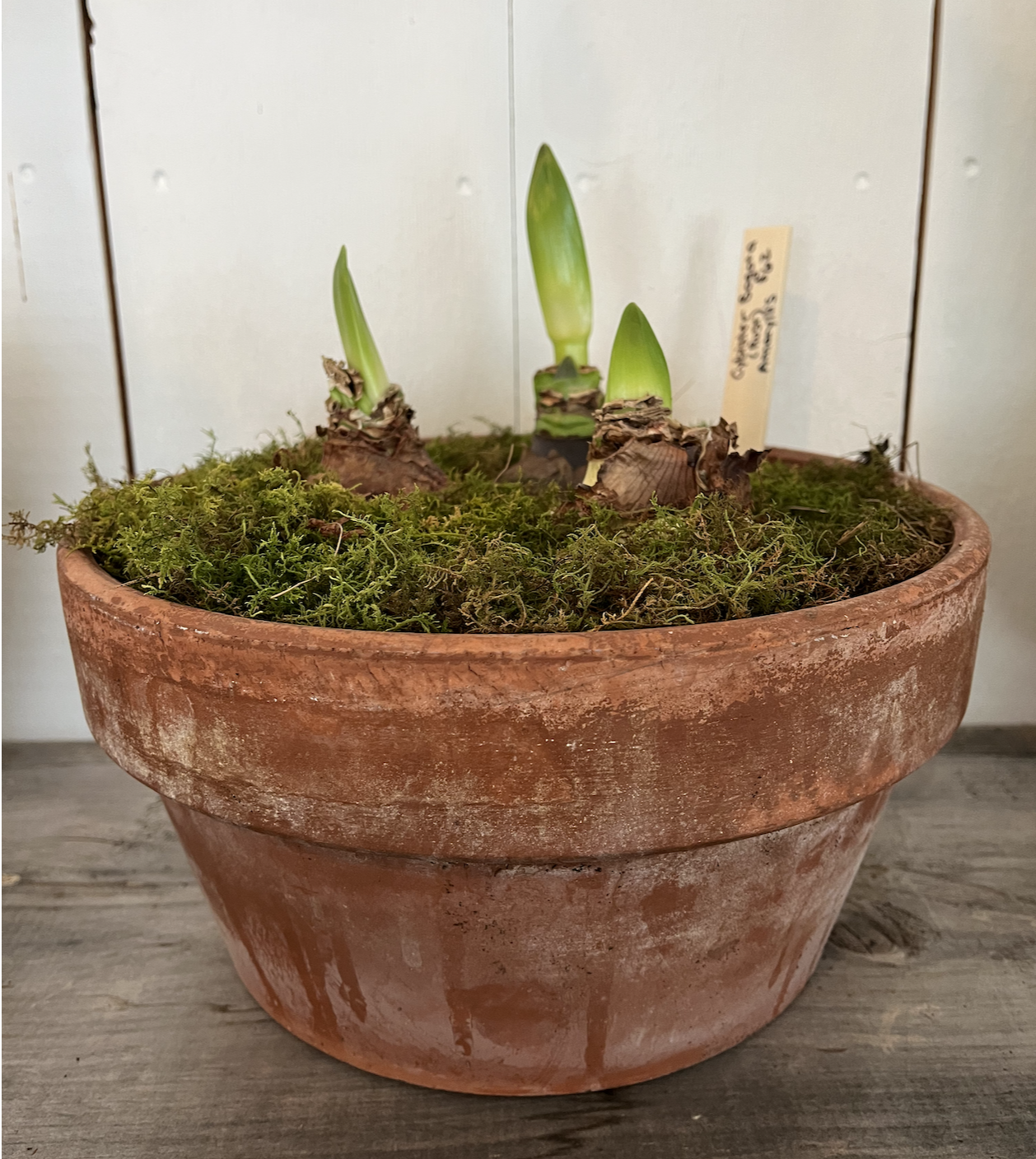 3 Cybister Bogota in aged clay pot.png