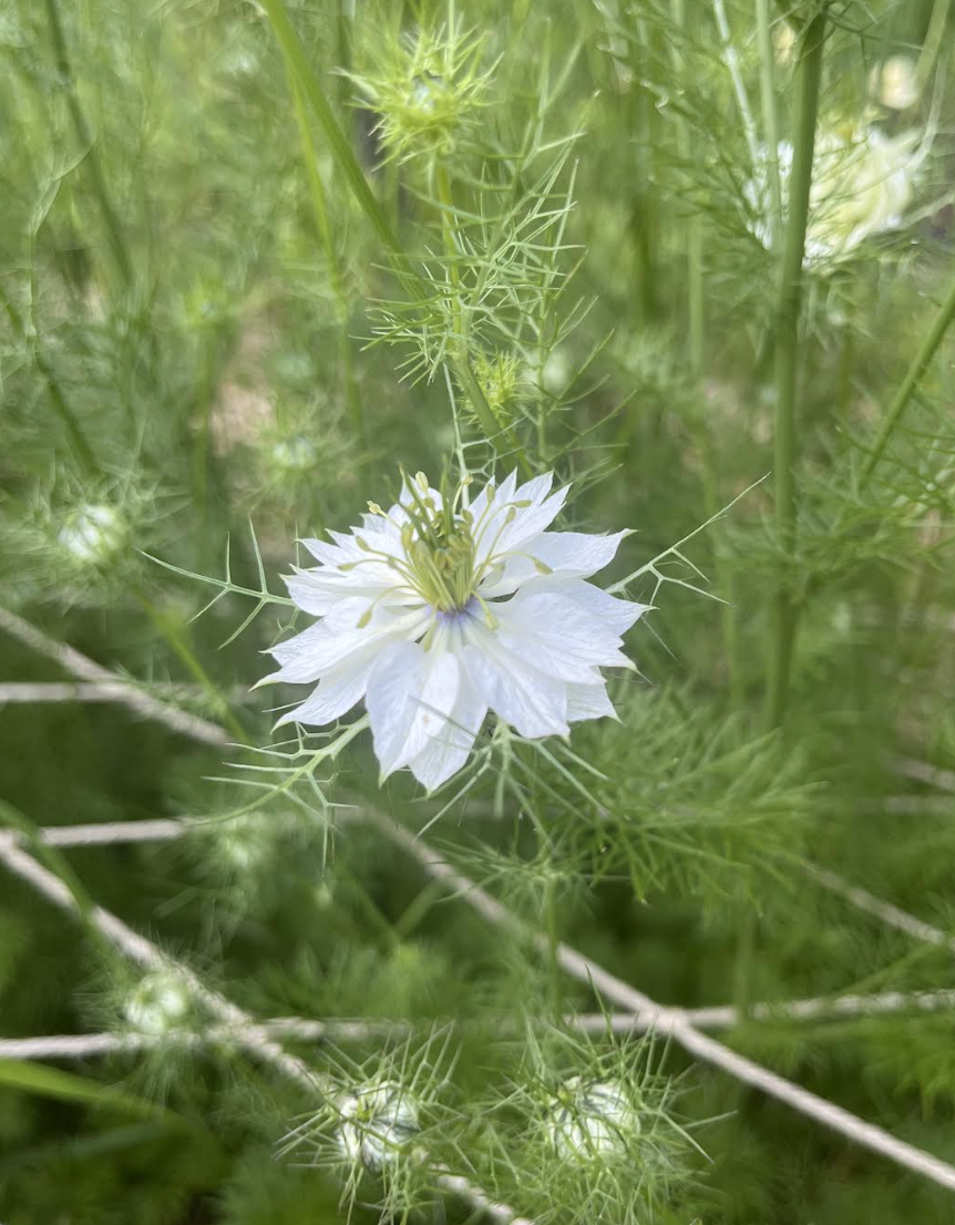 nigella.png