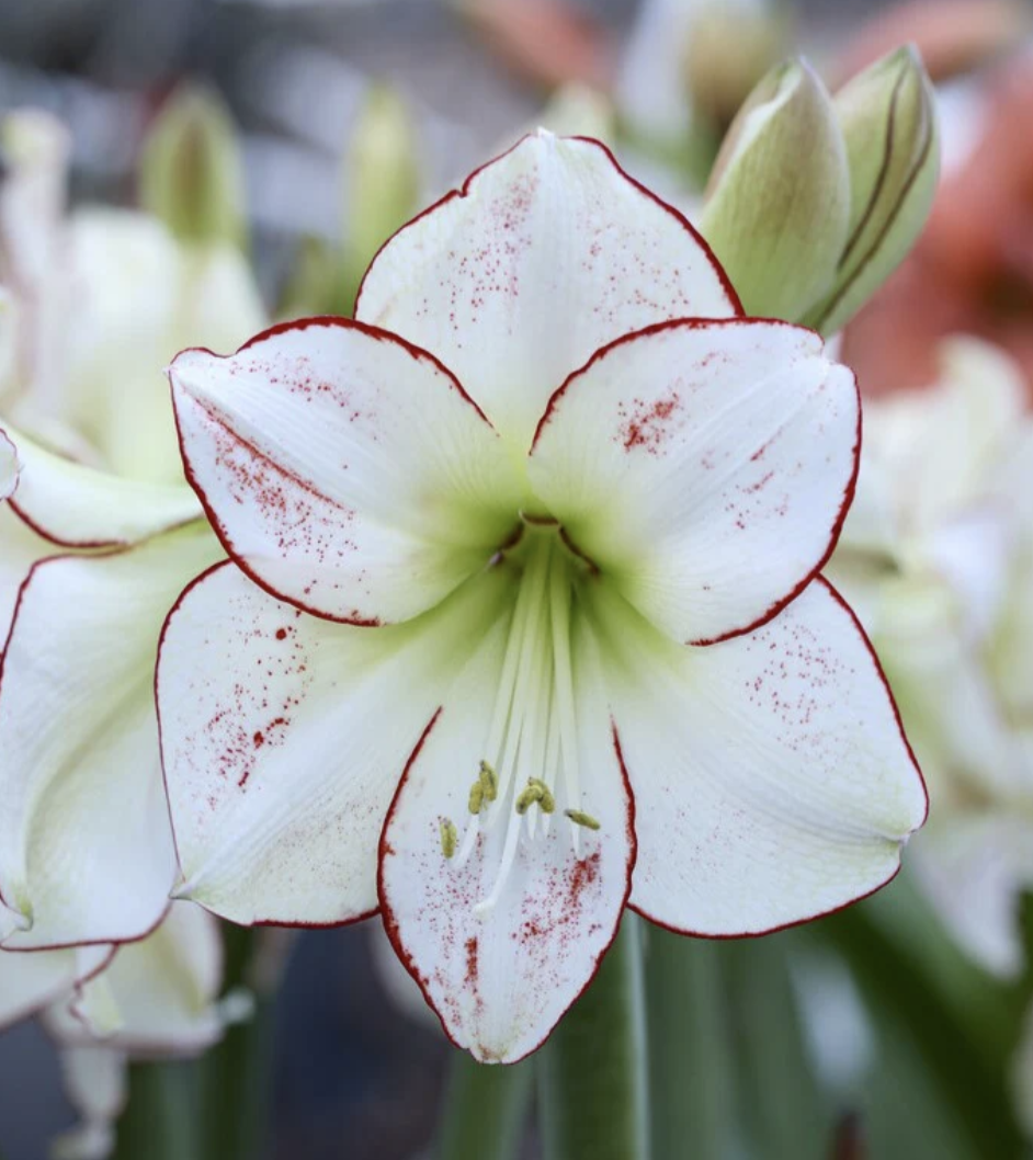Picasso Amaryllis.png