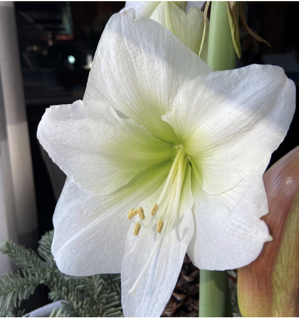 Denver Amaryllis.png
