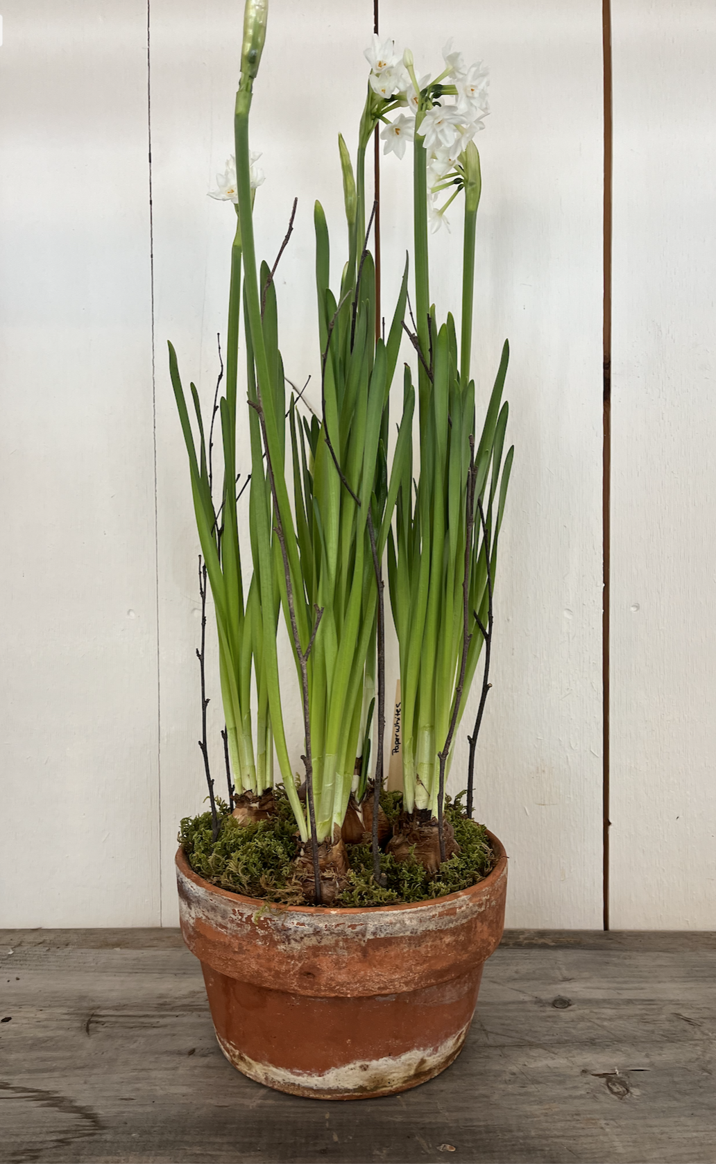 6 paperwhite bulbbs in aged clay pot.png