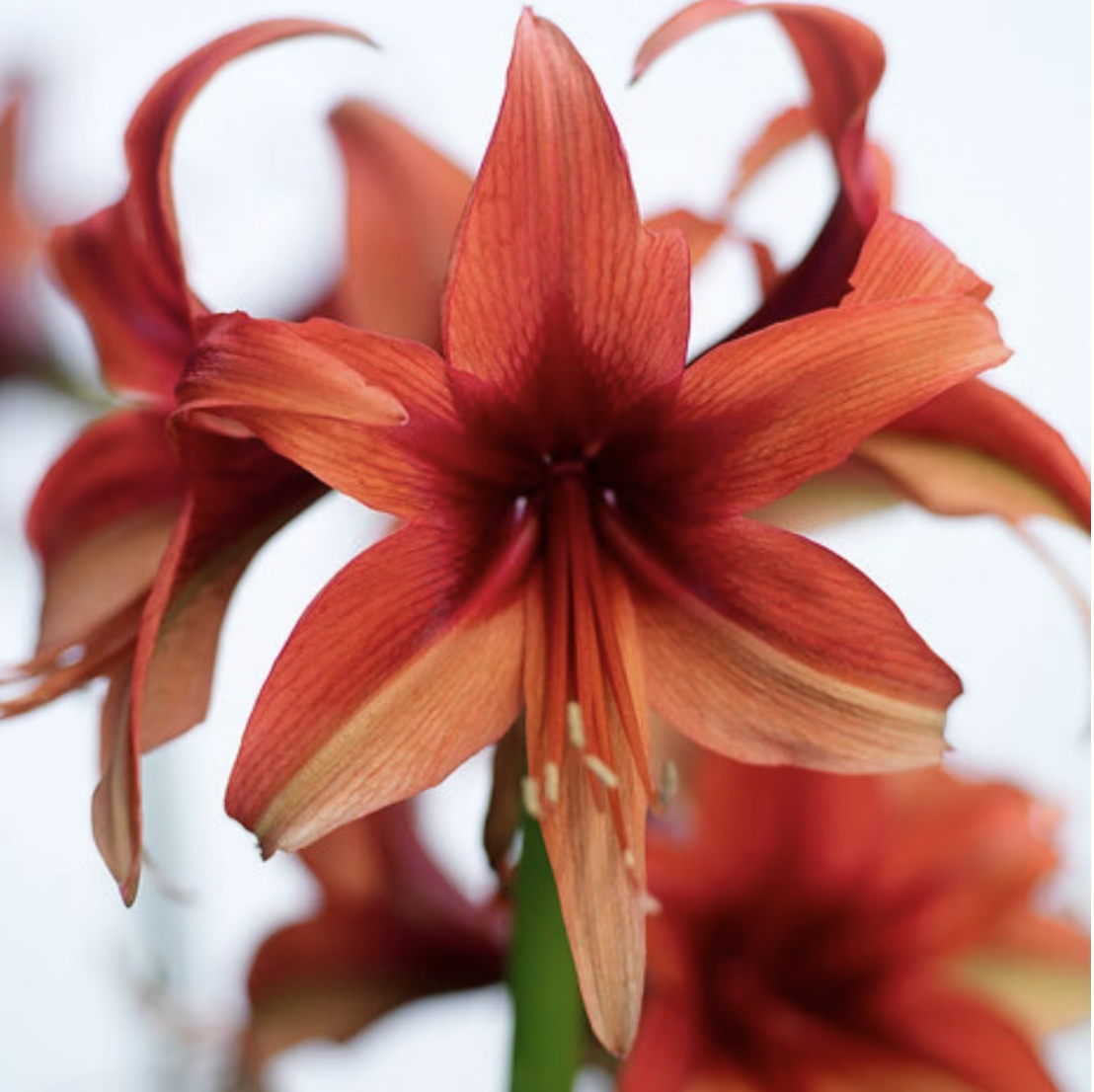 Cybister Bogota Amaryllis.png