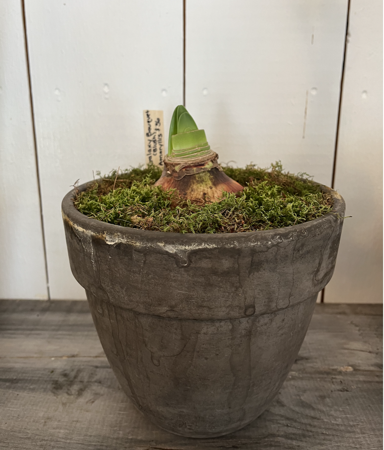 Galaxy Bouquet Amaryllis in Grey Clay Pot.png